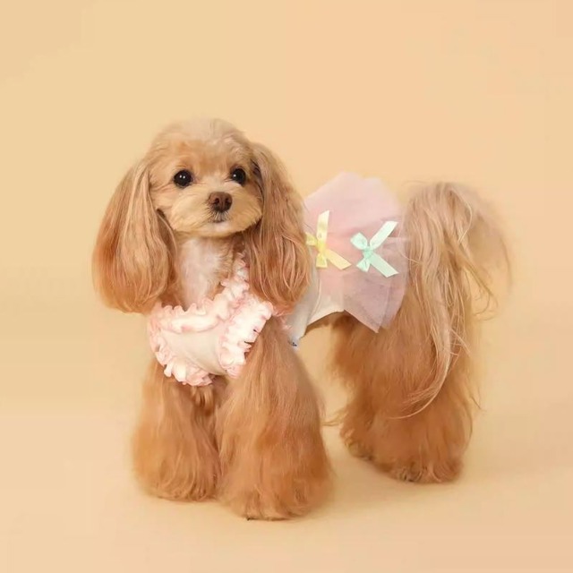 リボン付チュールスカートのワンピース　犬服　01058