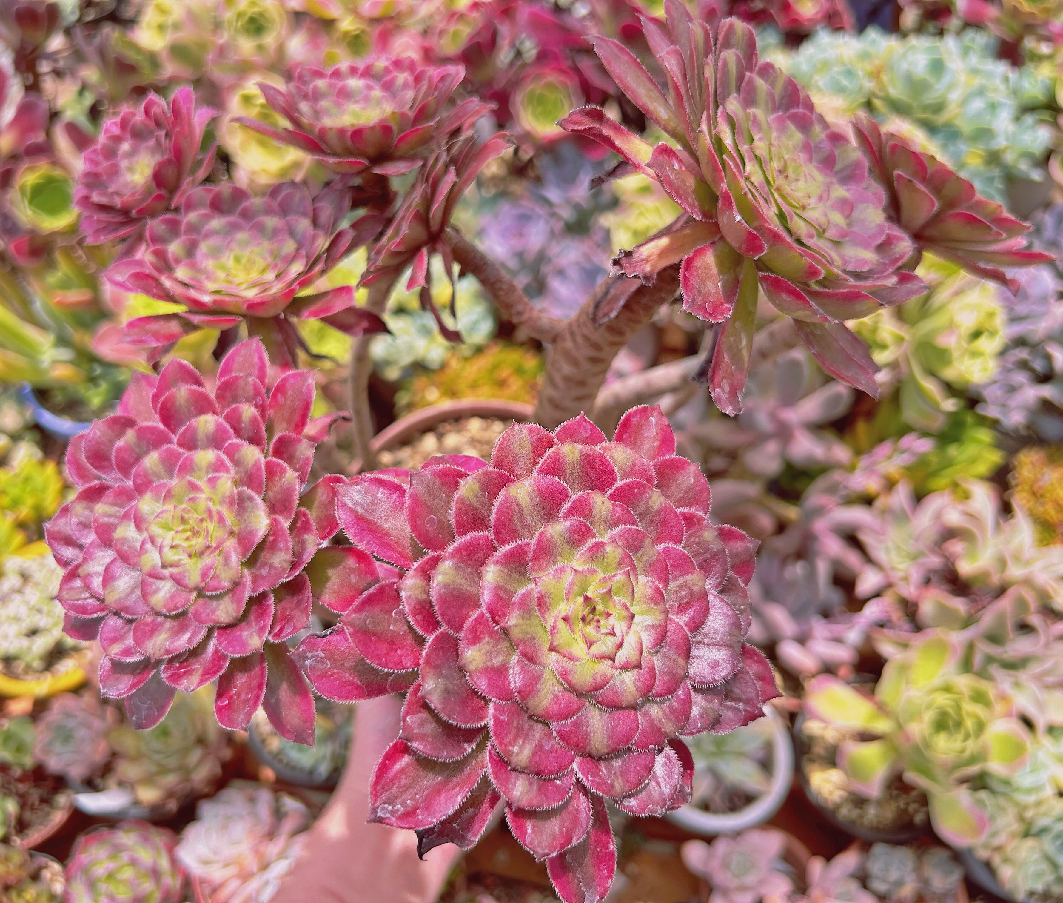 #1125現物　多肉植物　美姫(Aeonium)　特大群生　抜き苗