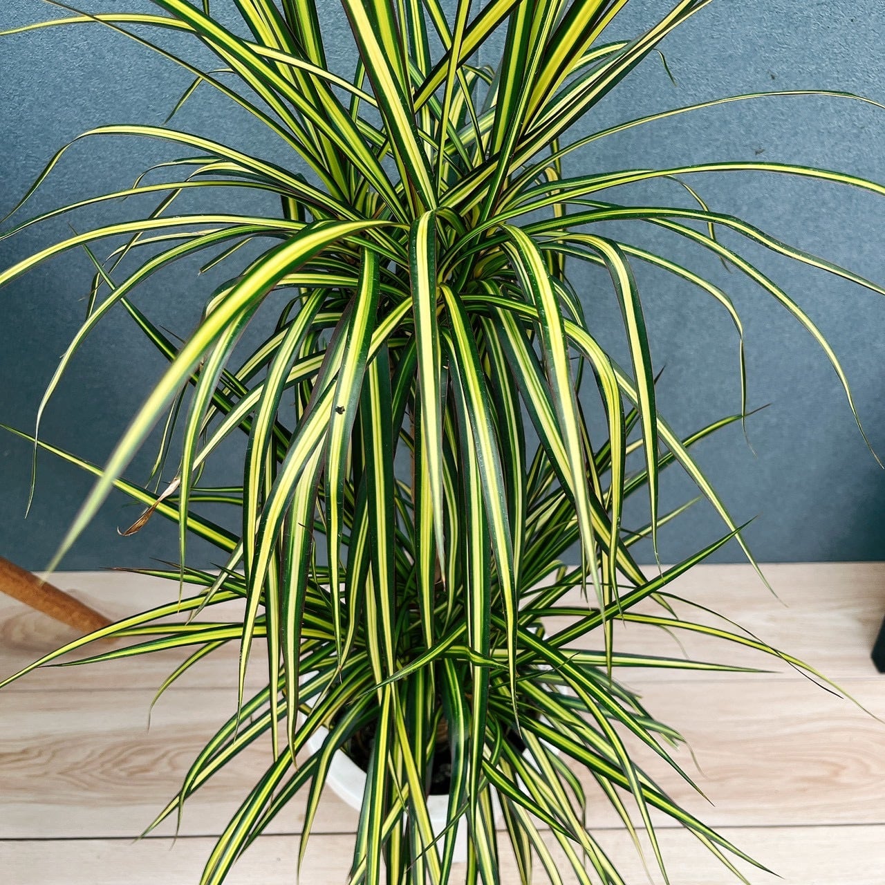 現品　ドラセナ　コンシンネ　マジナータゴールド　観葉植物　インテリアグリーン 現品］【希少】1番 ドラセナ コンシンネ マジナータゴールド 7号 観葉