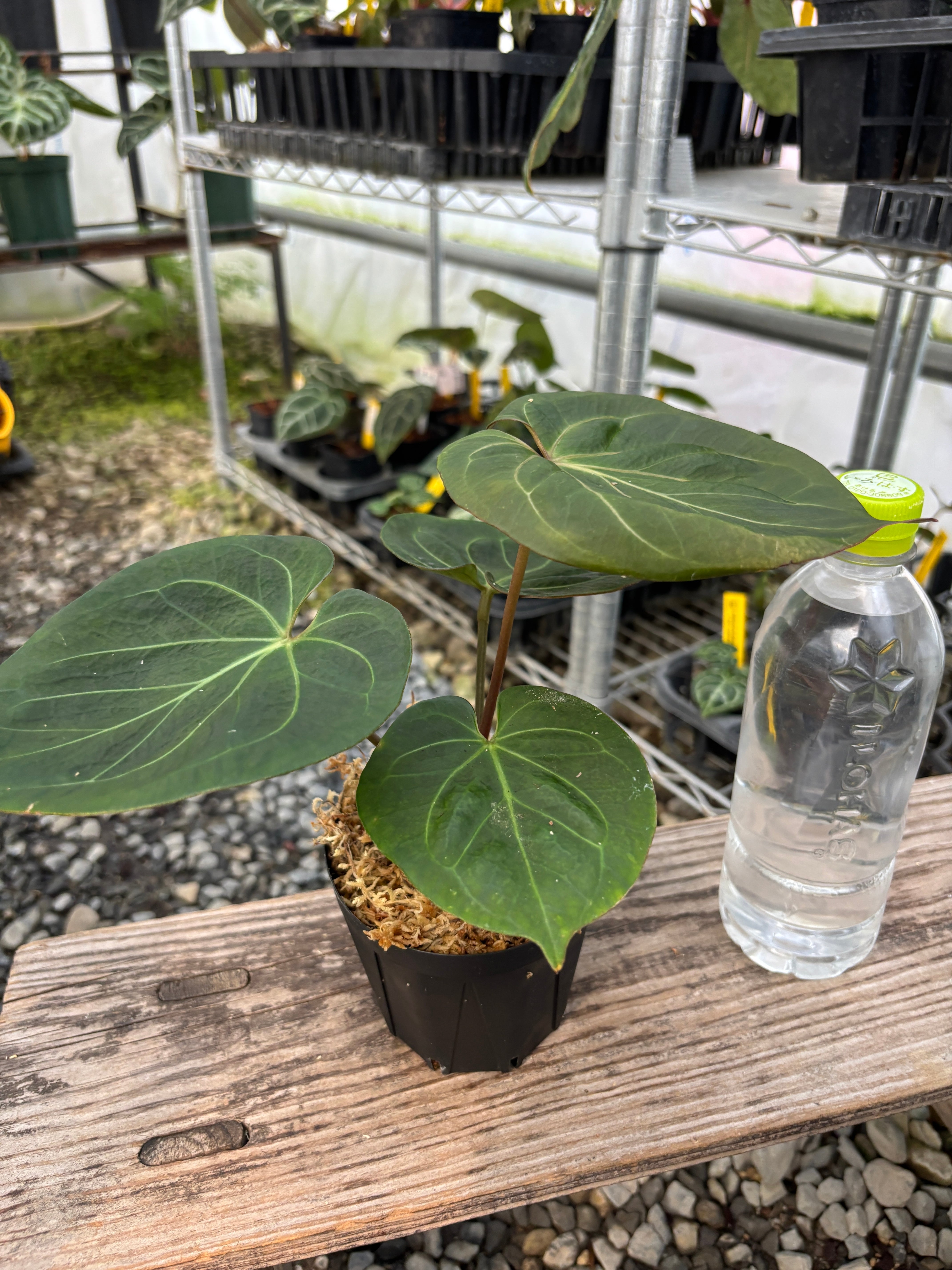 Anthurium | BALI-AN 園芸