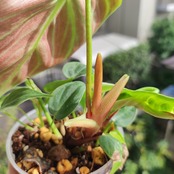 フィロデンドロン エルチョコレッド / Philodendron rubrijuvenile "El Choco Red" / 観葉植物<育て方・花言葉>
