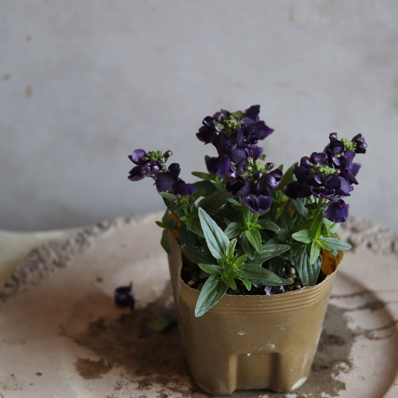 ネメシア　ブラックベリー　花期が長い　宿根草　冬から春まで咲く　寄せ植えにオススメ　四季ね