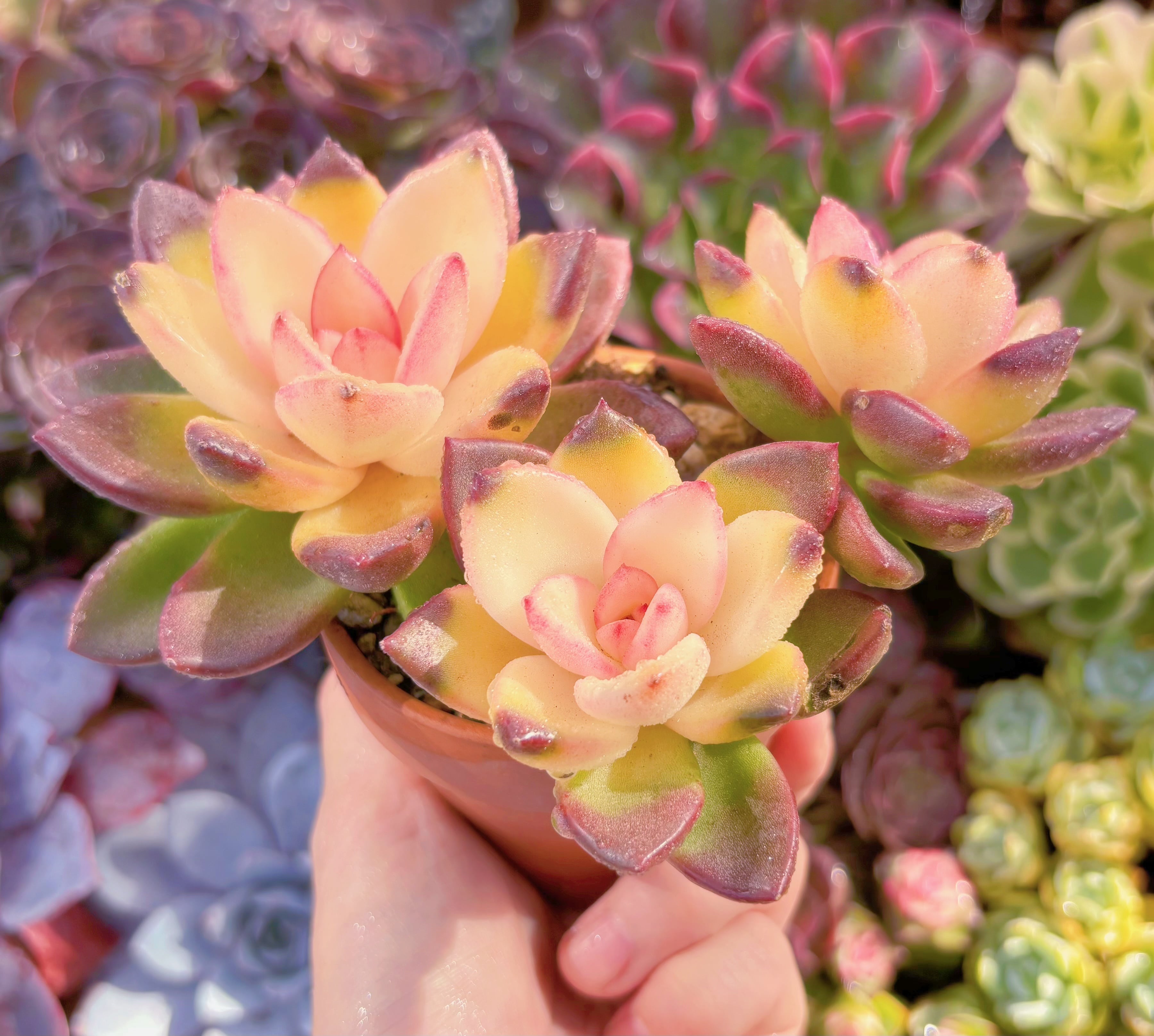 多肉植物 パインローズ錦 群生 新入荷 るる農園 | るる農園~多肉植物専門