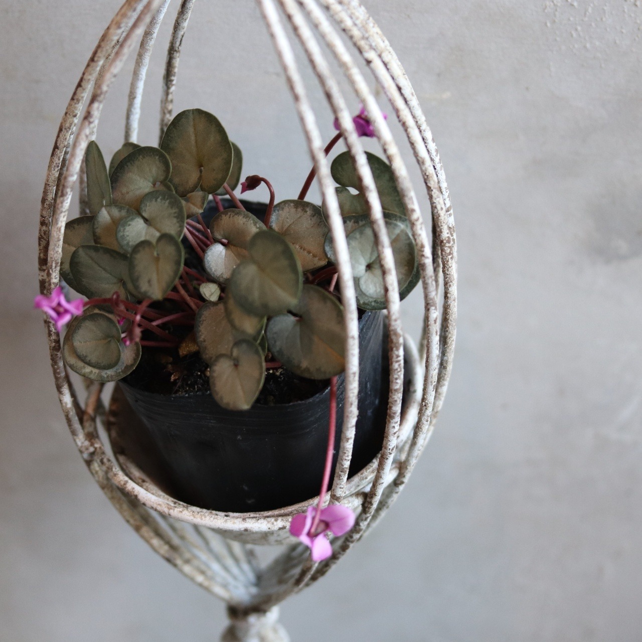 植木鉢　オブロンポットハングGY　吊り下げタイプ　シャビーシック穴あり　UF536