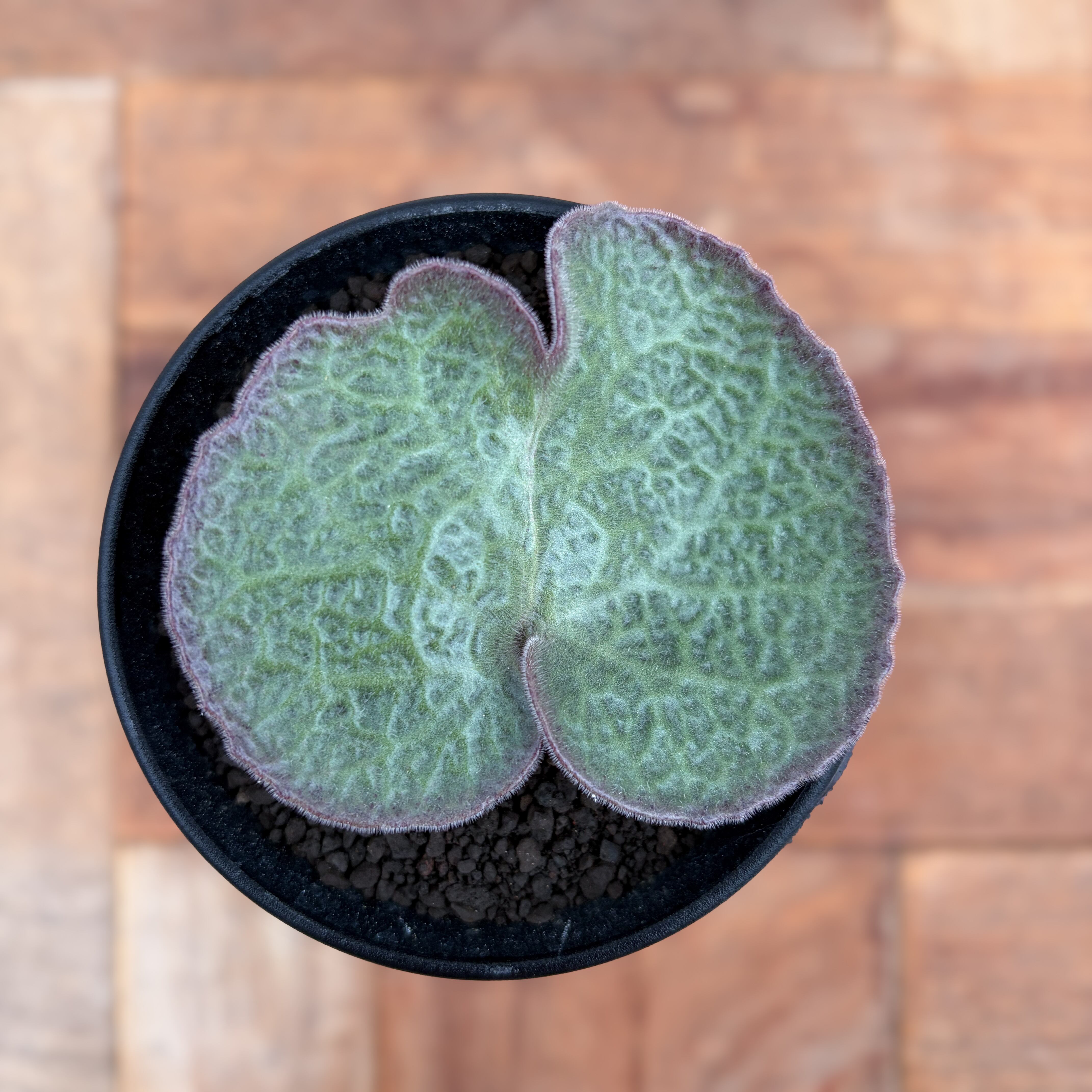 Tylecodon pearsonii【チレコドン・ペアルソニー】 | RIMO'S GREEN