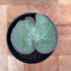 Tyrecodon singularis【チレコドン・シングラリス】