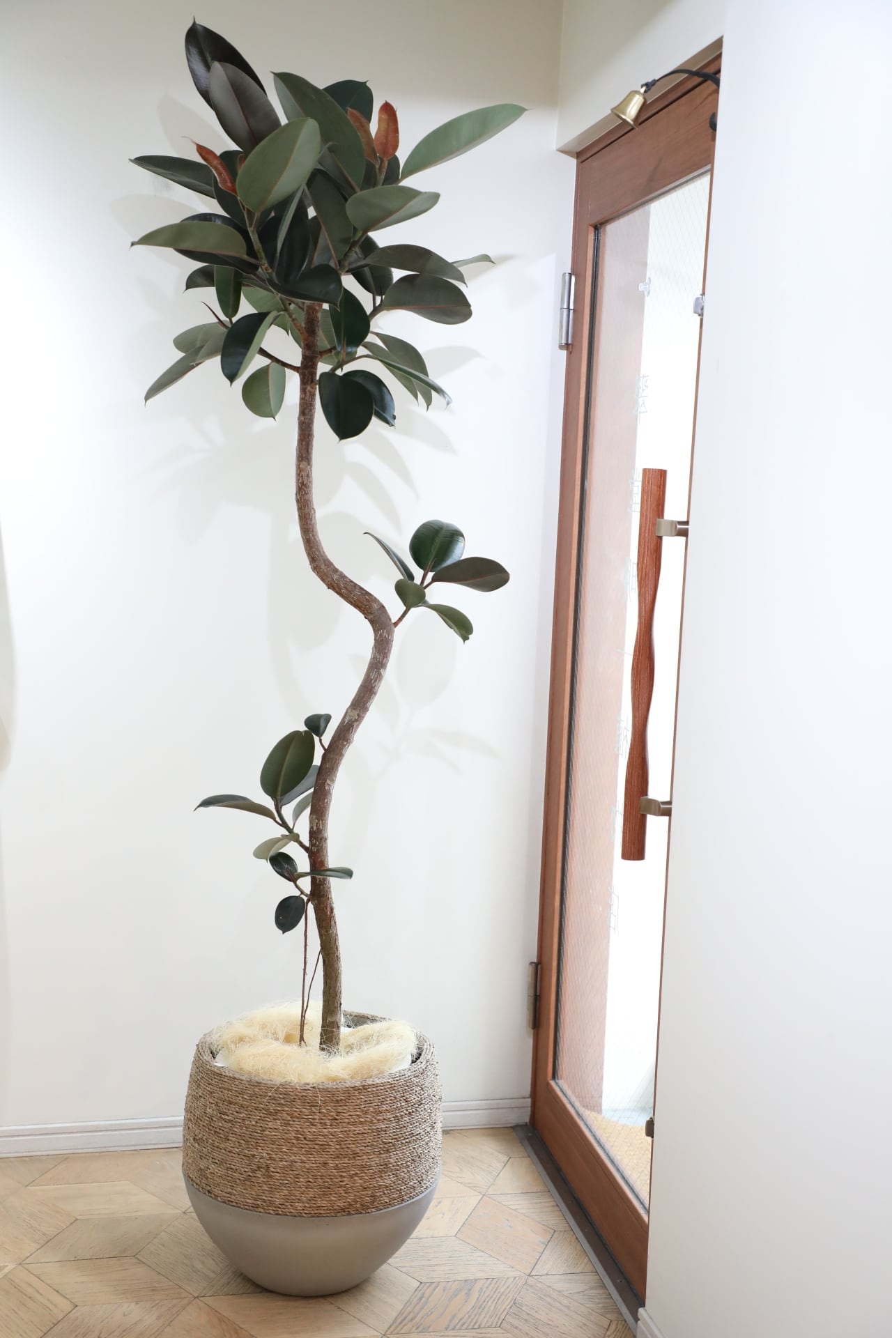 L】【193cm】フィカス バーガンディ/Ficus ※鉢カバー別 | 【厳選植物