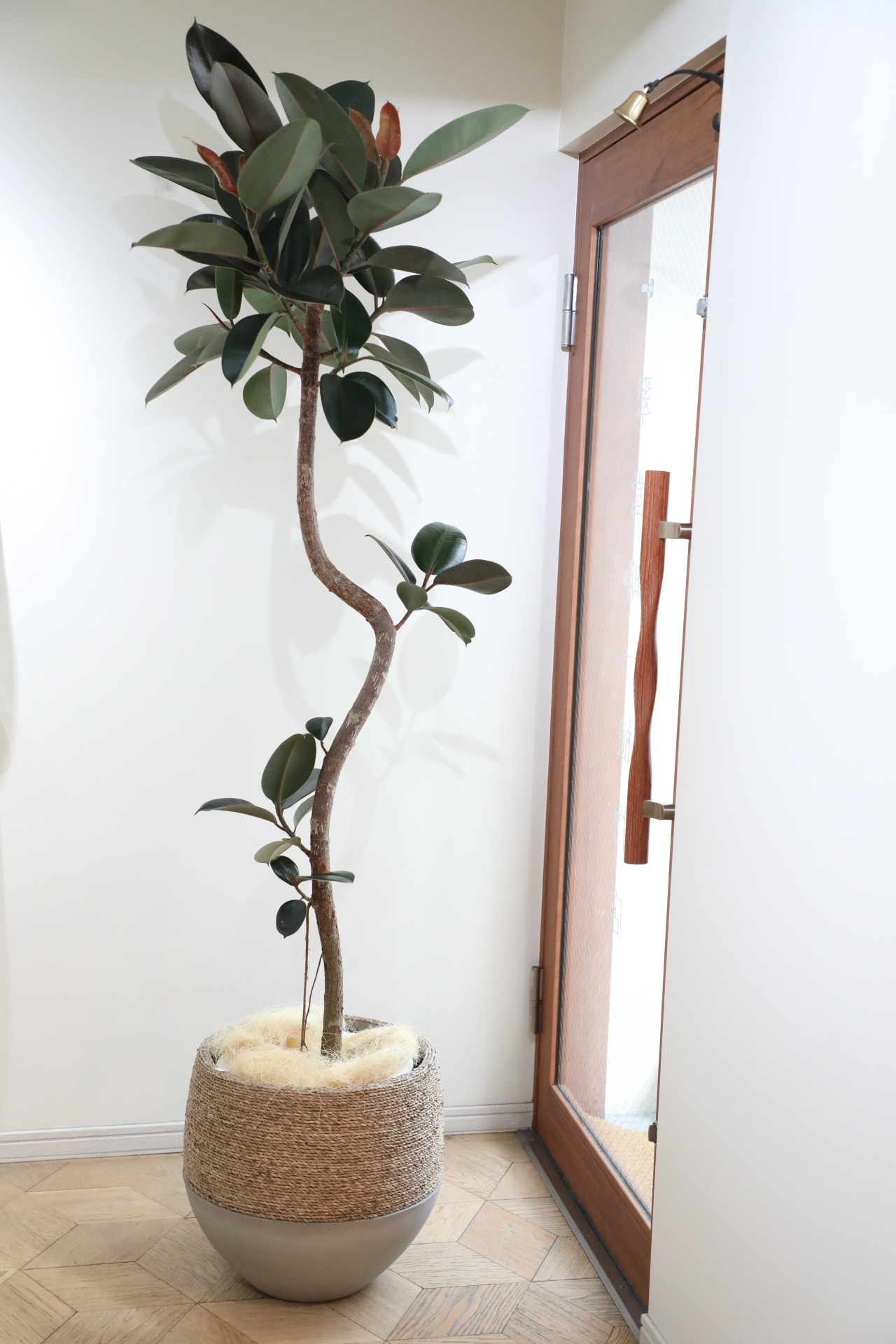 【L】【193cm】フィカス バーガンディ/Ficus　※鉢カバー別