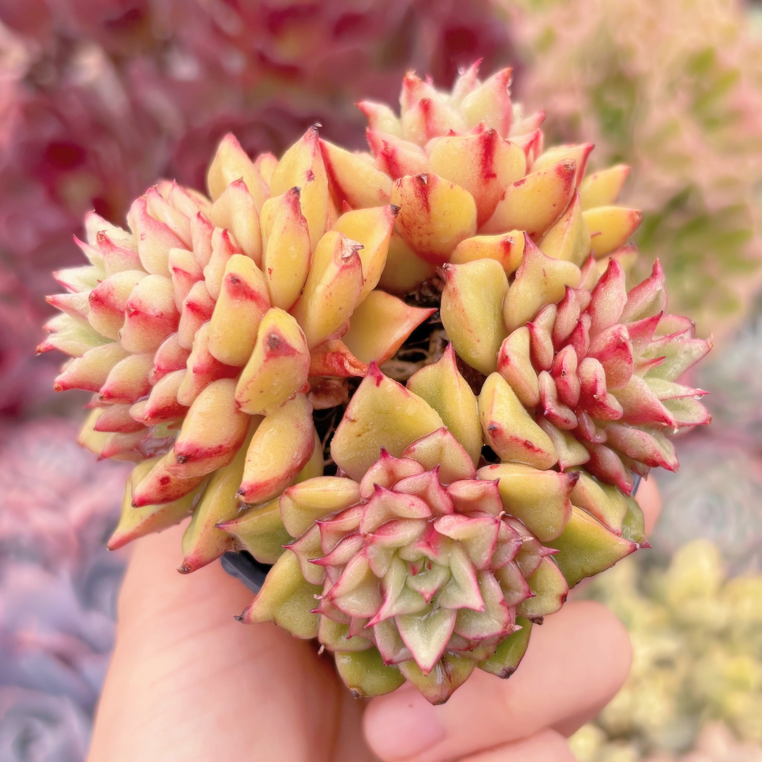 現品　爛漫染#216　群生　稀少　新入荷