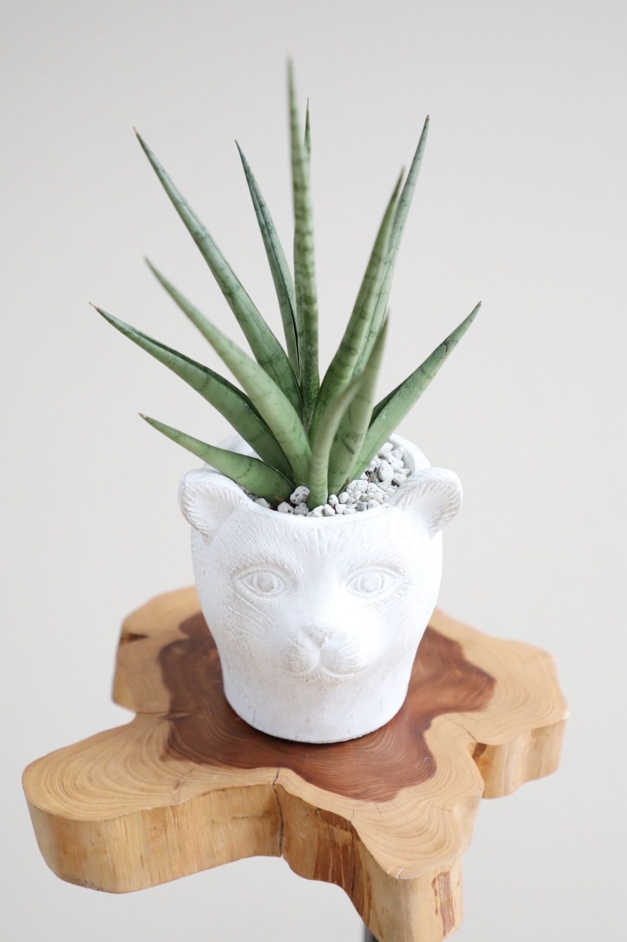 【S】サンスベリア グラシリス/Sanseveria