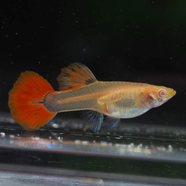 上物RREAフルレッドタキシードレッドウイング　若魚1ペア