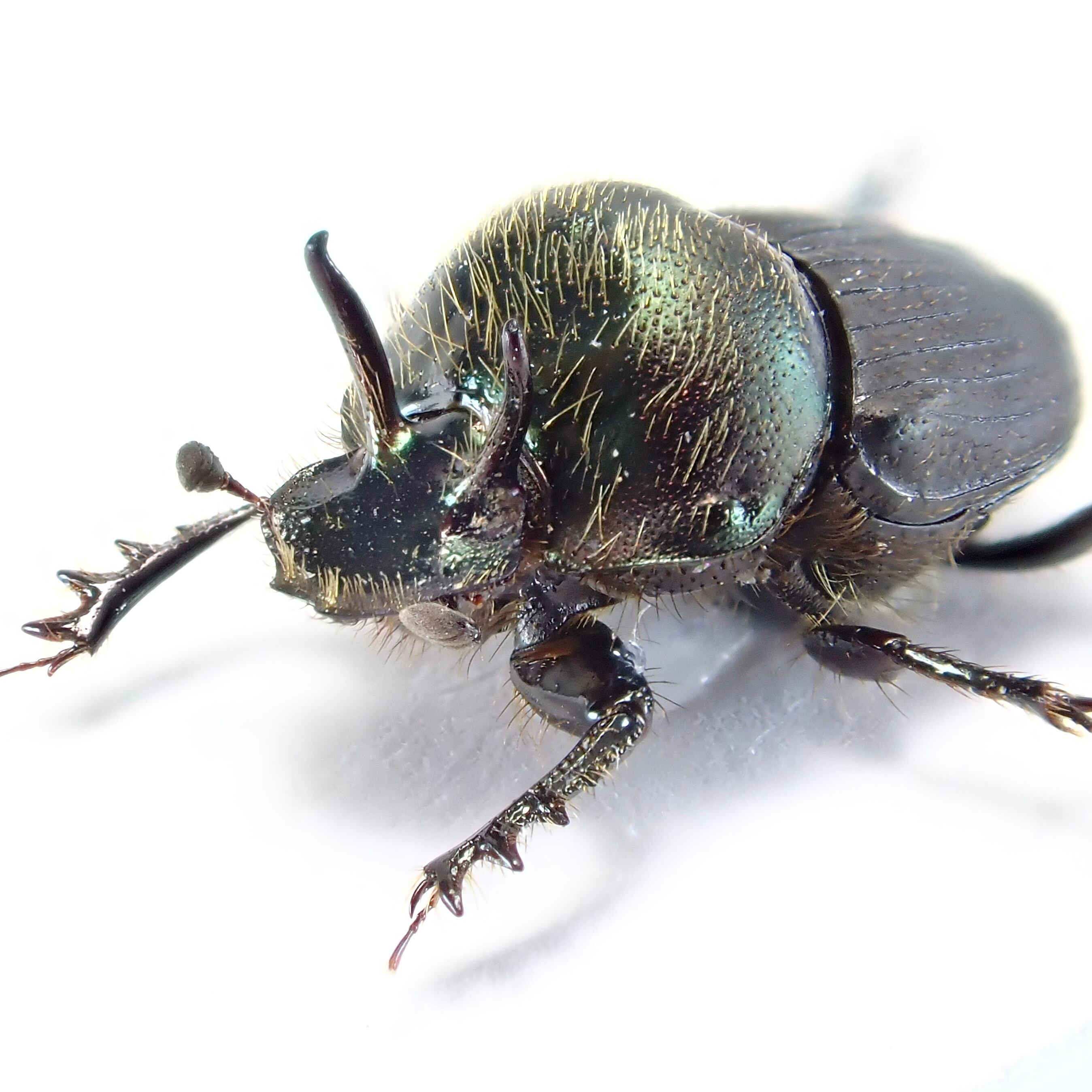 オーストラリア産 Onthophagus sp. ♂ 7mm | 昆虫標本 Diggers & Rollers