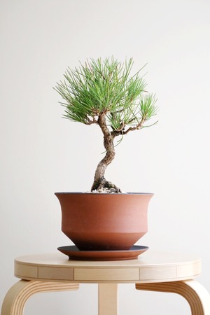 【M】黒松 盆栽/Japanese black pine bonsai