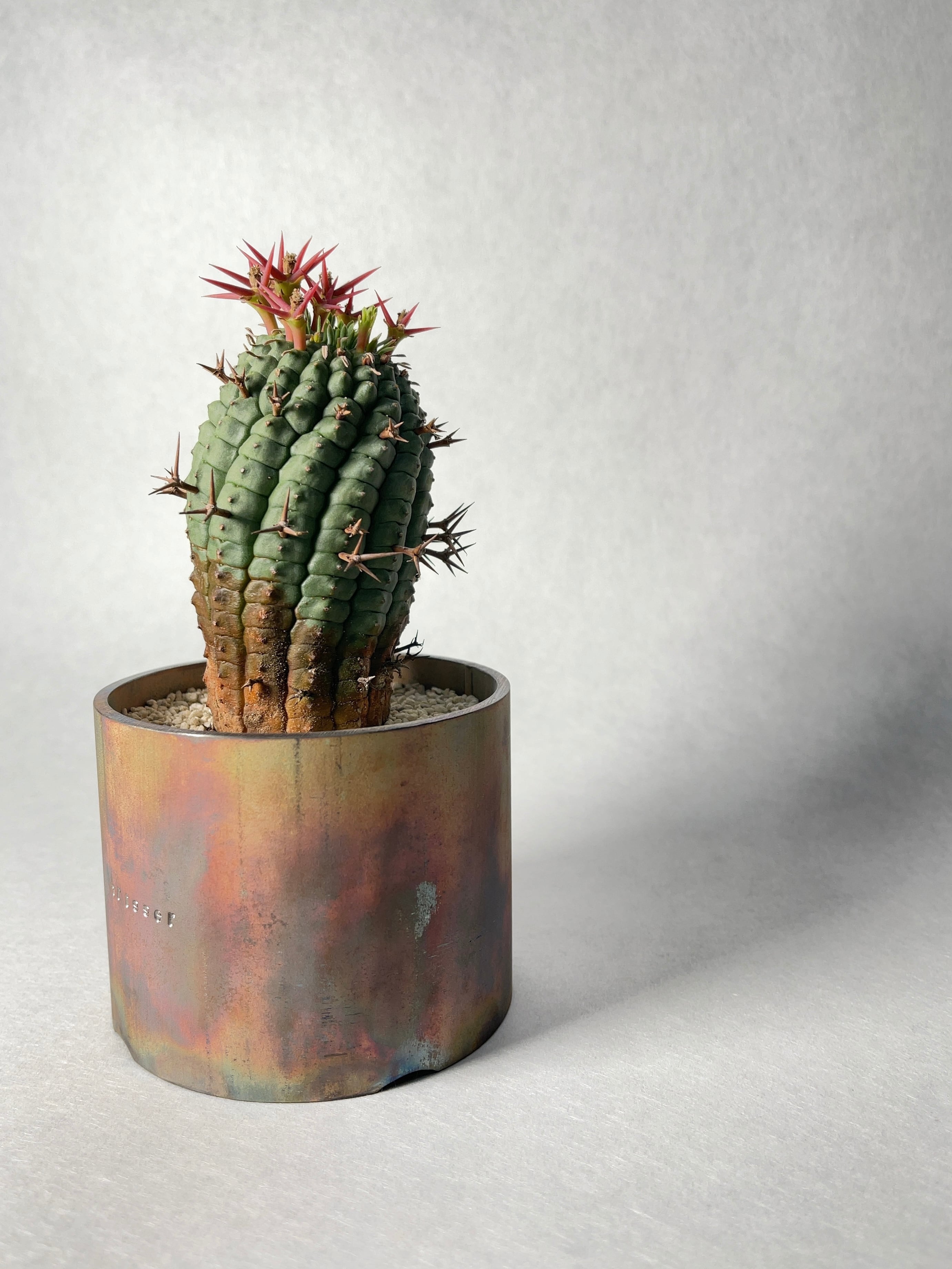 ユーフォルビア・群星冠 | trigger