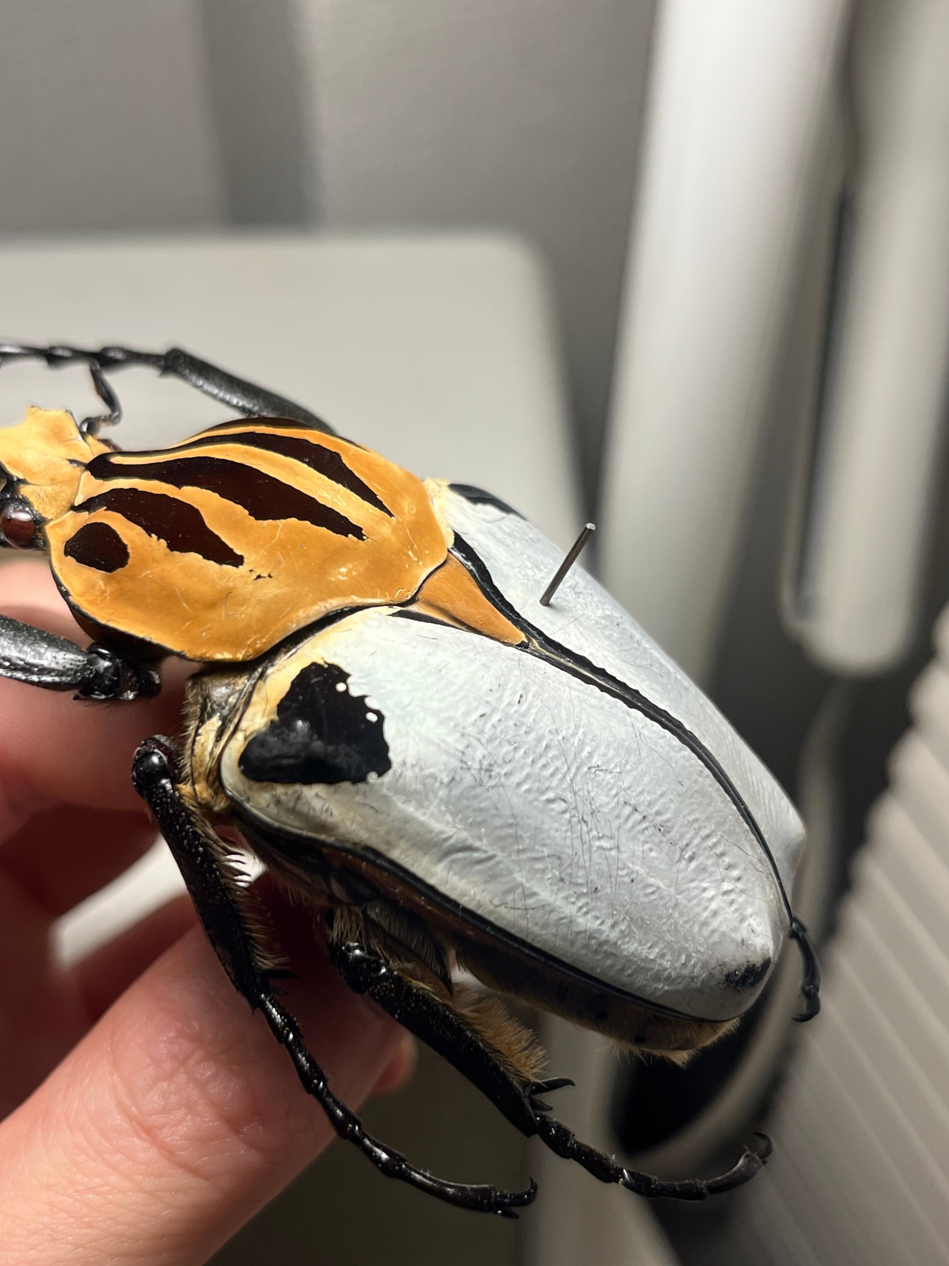 極BIG】カタモンゴライアスオオツノハナムグリ 81mm程♂ Goliath
