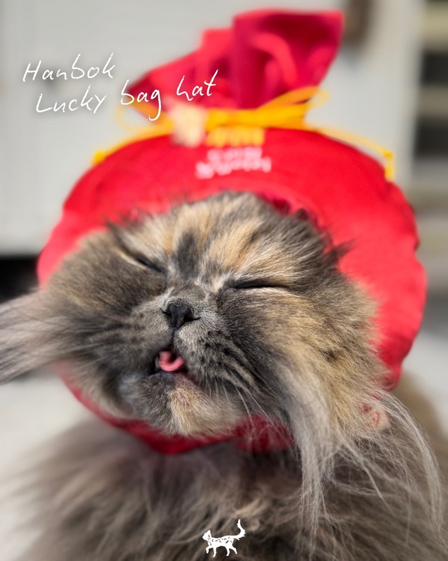 即納【tak!tak!tak!tak!】ハンボク福袋帽子