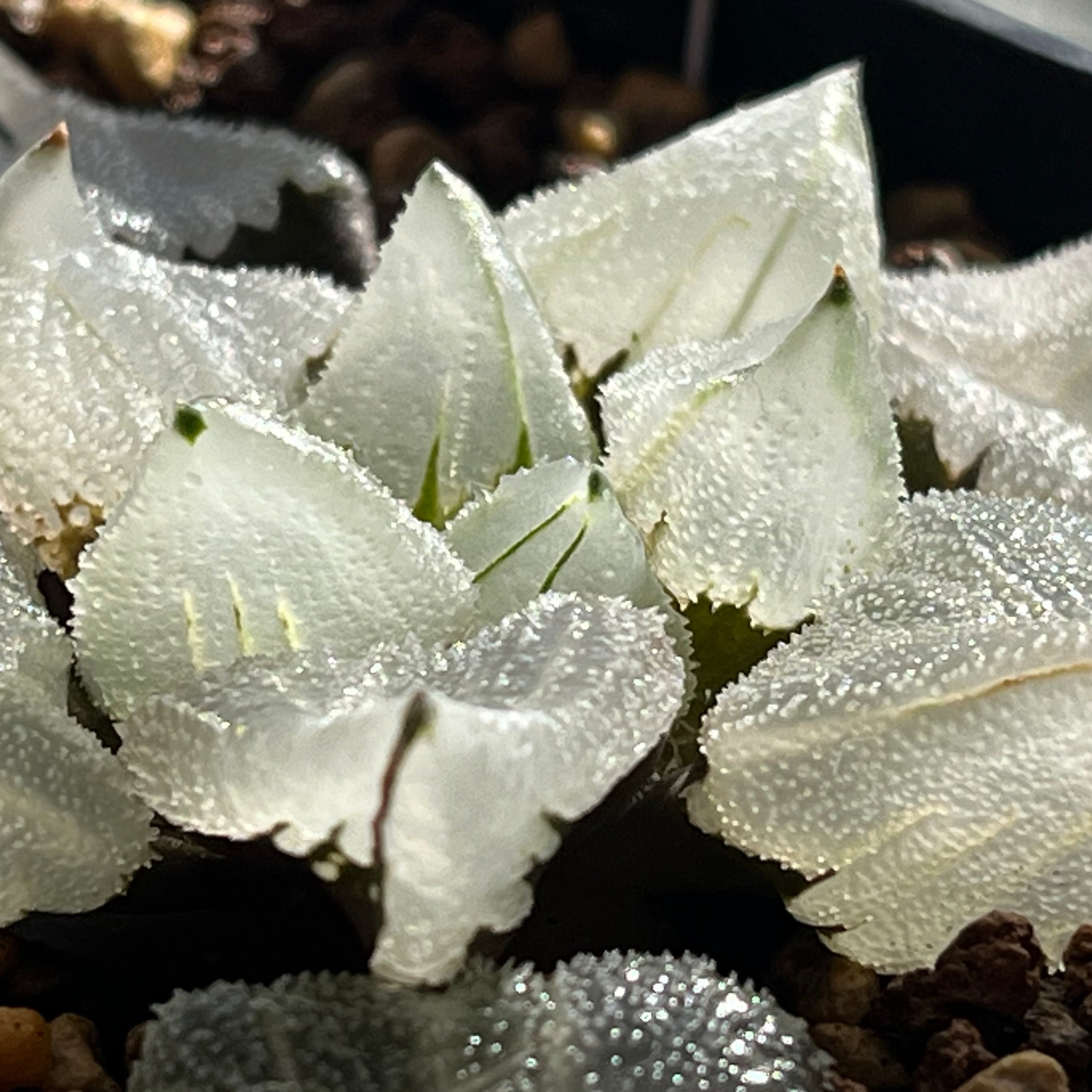 ハオルチア ピグマエアミュータント実生 特異株 | mocono_plants