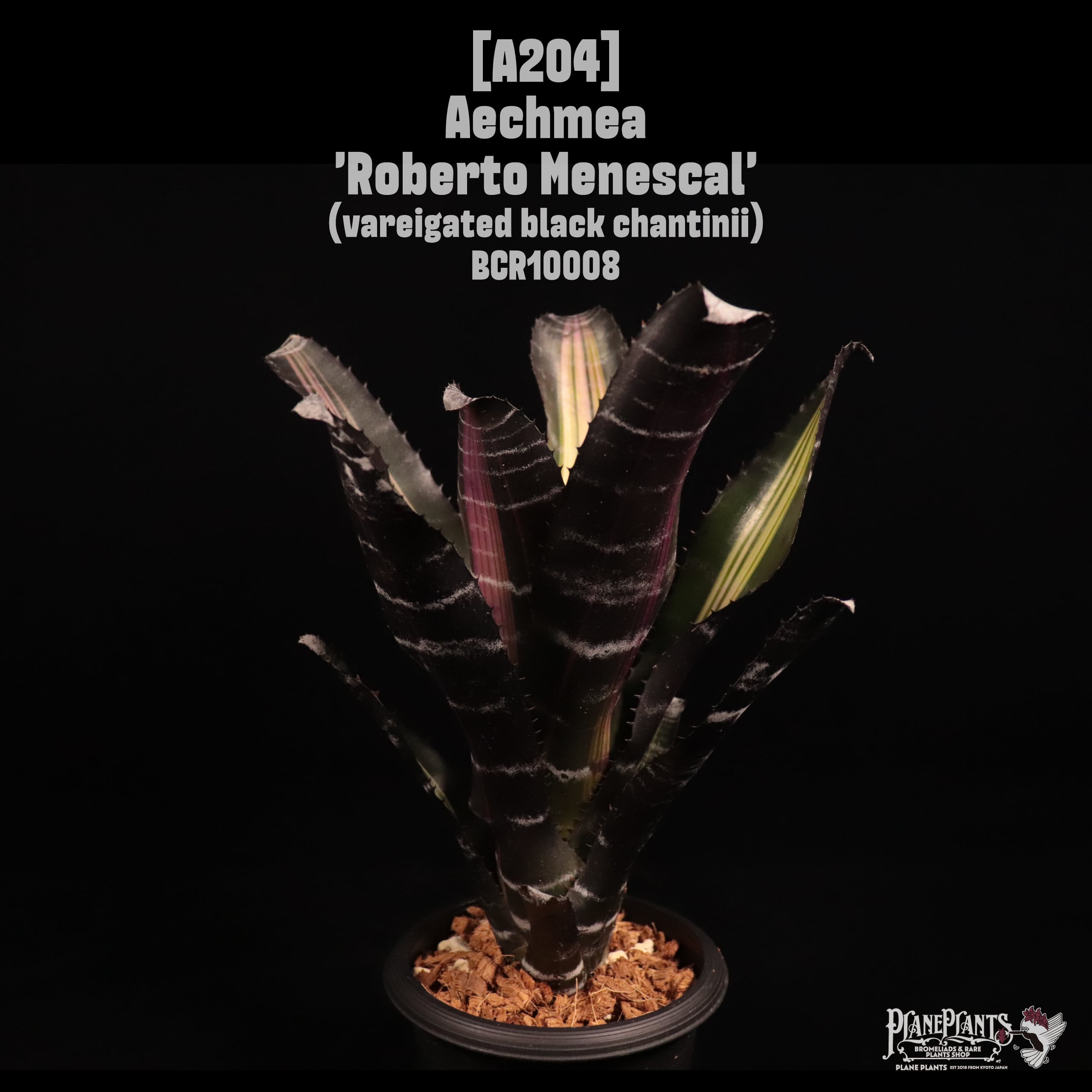 送料無料】Aechmea chantinii 'Black Ice' seedling〔エクメア〕現品