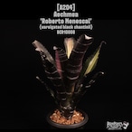 Aechmea 'Roberto Menescal'〔エクメア〕A204