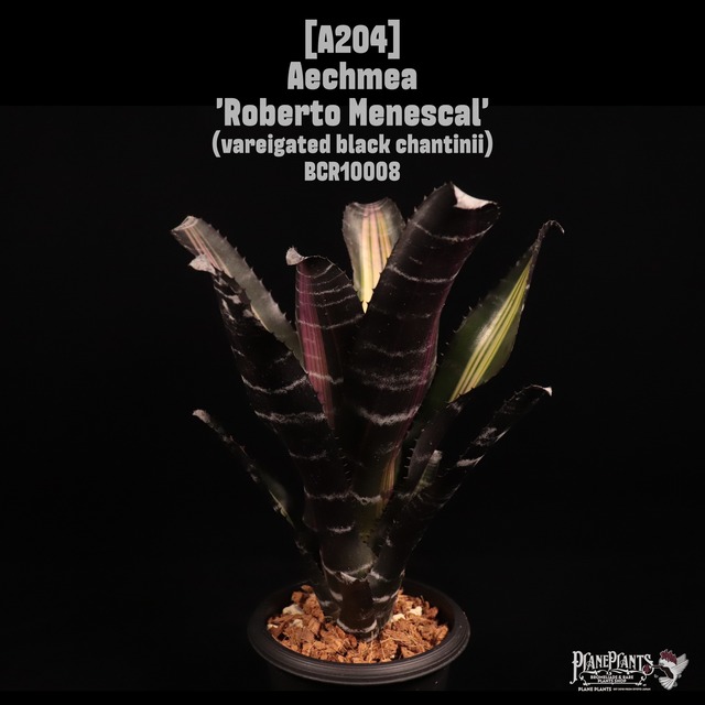 【reserved】Aechmea chantinii 'Samurai'〔エクメア〕A206