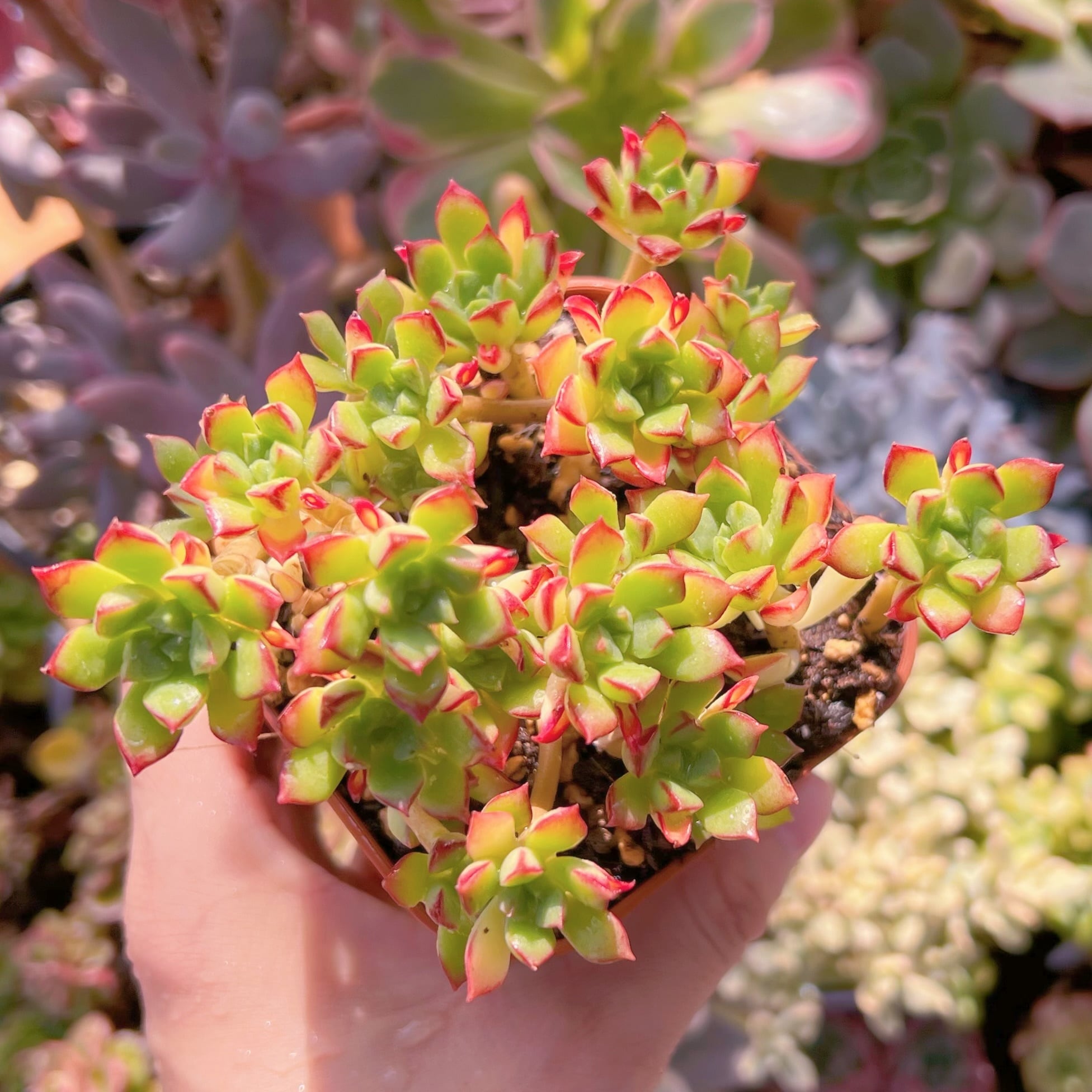 多肉植物　supia　新入荷