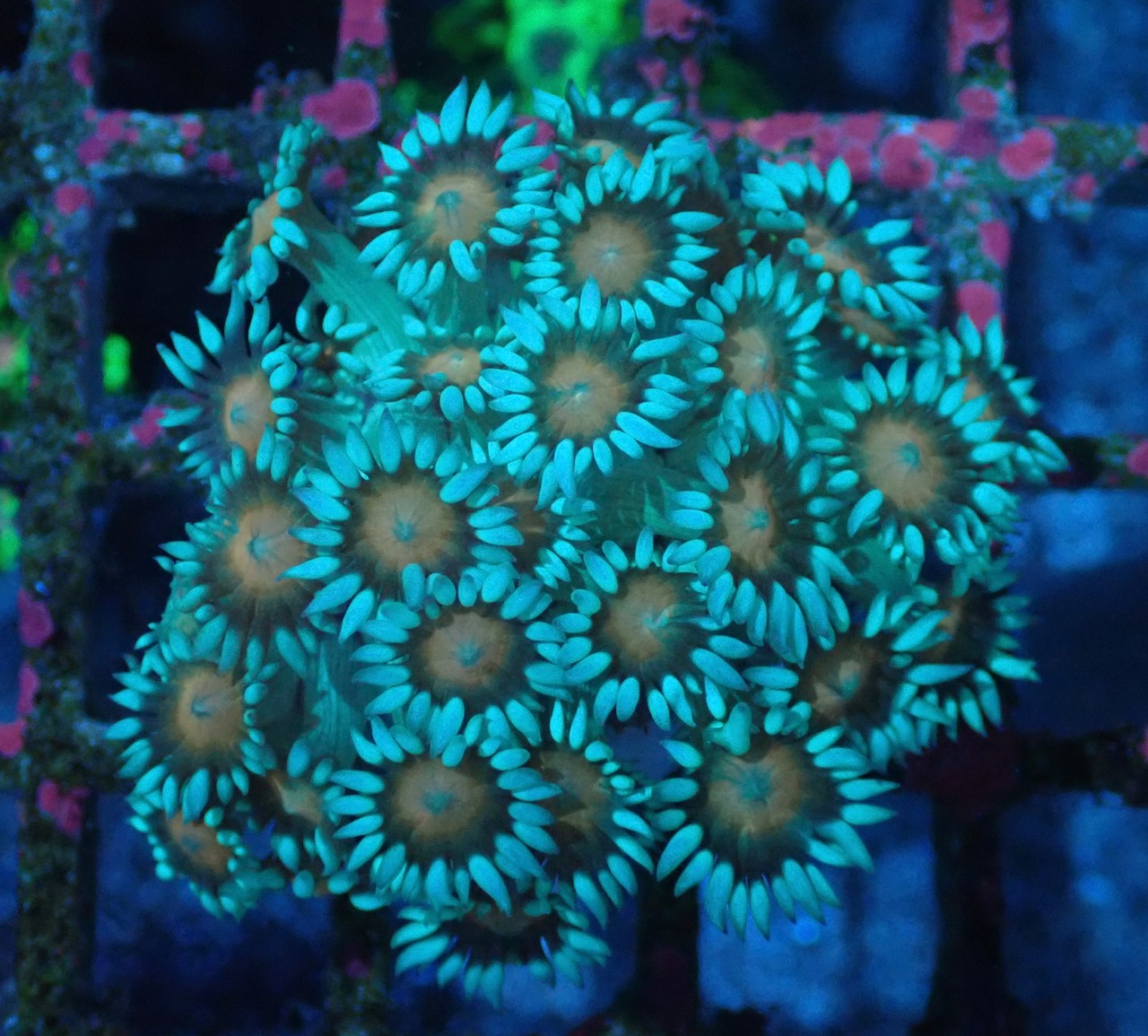 Goniopora FromMakassar Pinkeye 21