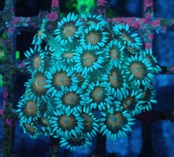 Goniopora FromMakassar Pinkeye 21