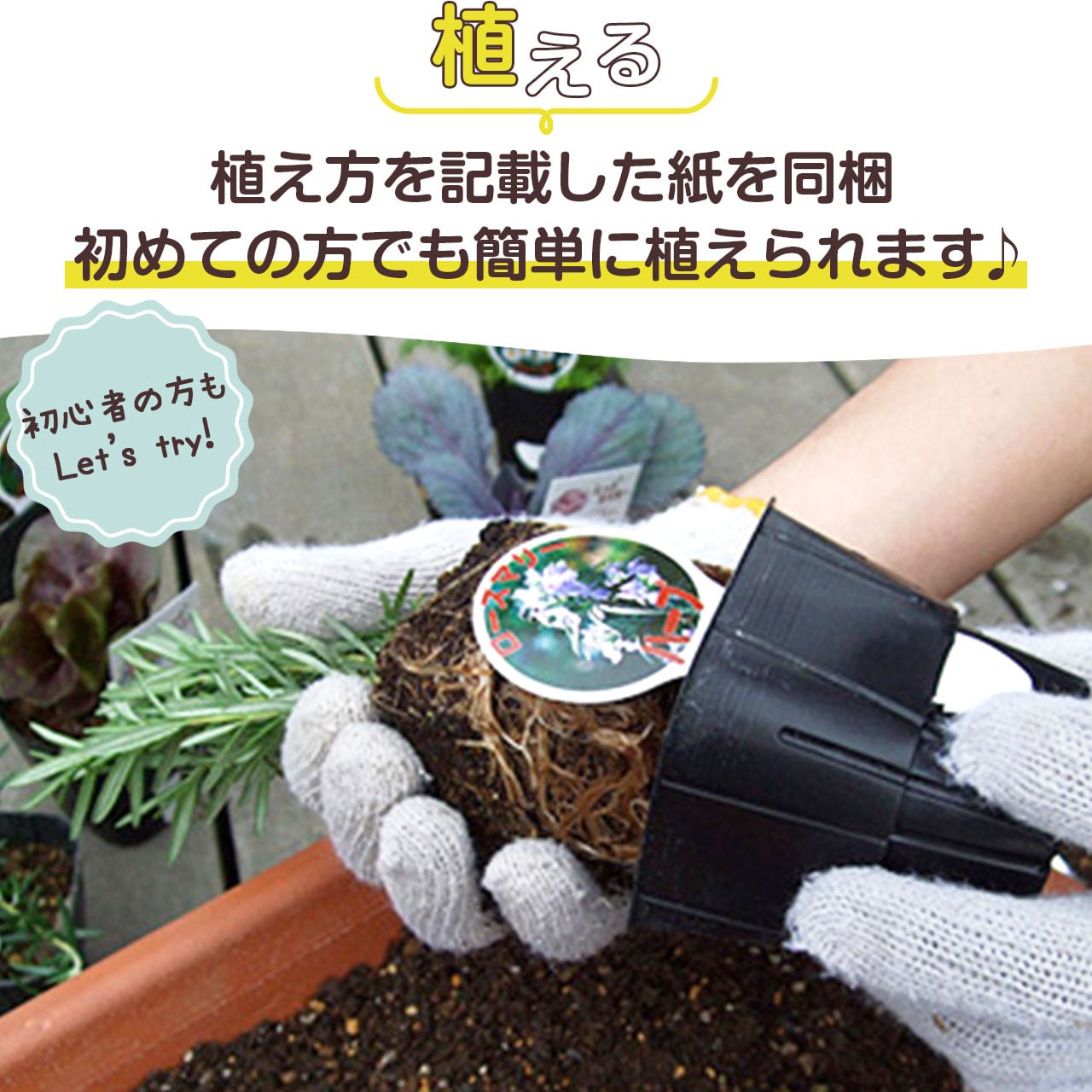 ハーブ 苗 セット 5個 | ハーブ苗のポタジェガーデン 本店