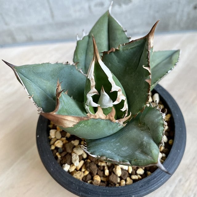 アガベ agave titanota /アガベ チタノタ 【観葉植物】【多肉植物