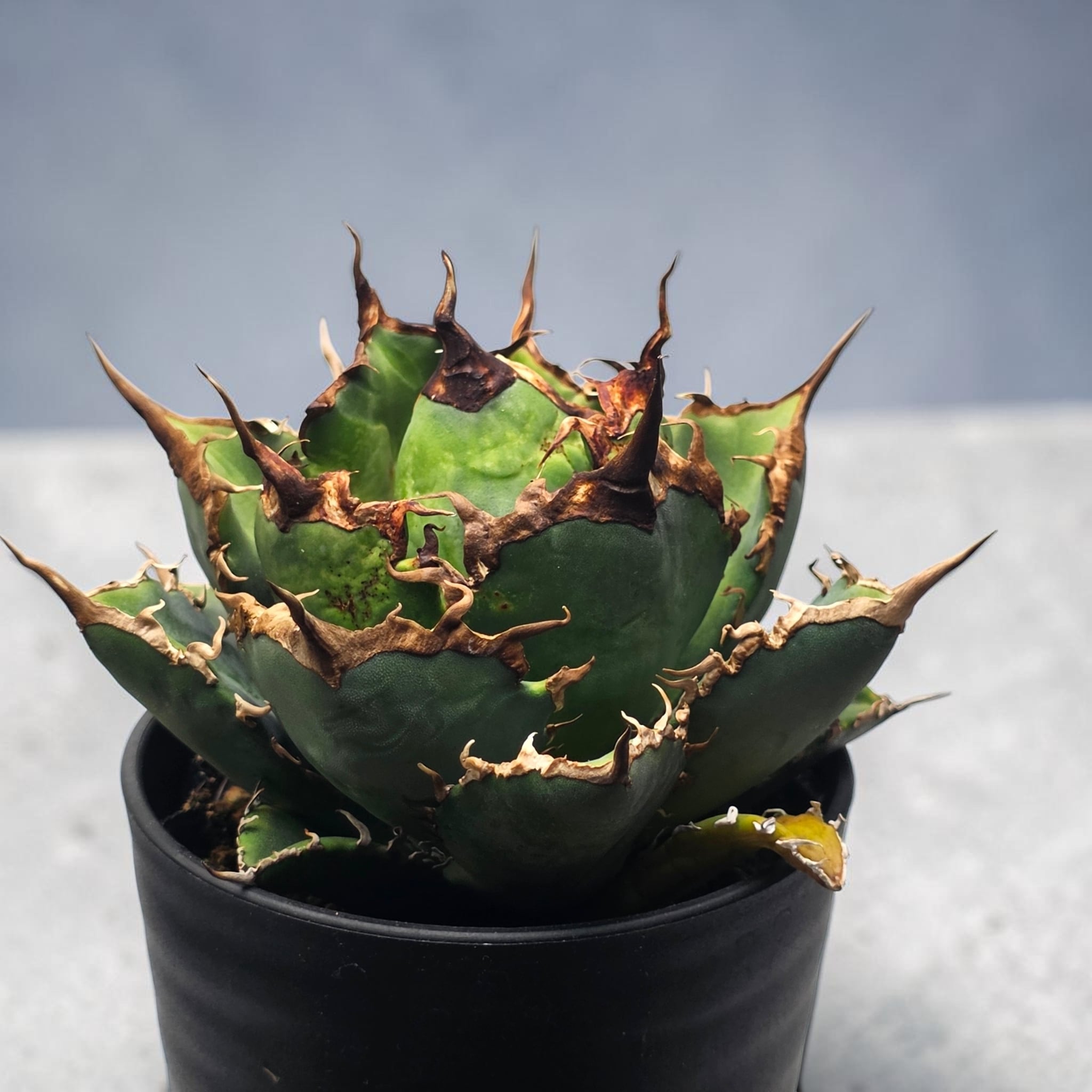 アガベ　チタノタ　オテロイ　阿修羅　コンパクト　極上株　2 アガベ チタノタ 阿修羅 (Agave titanota 'Asura') | BRIDGE GARDEN