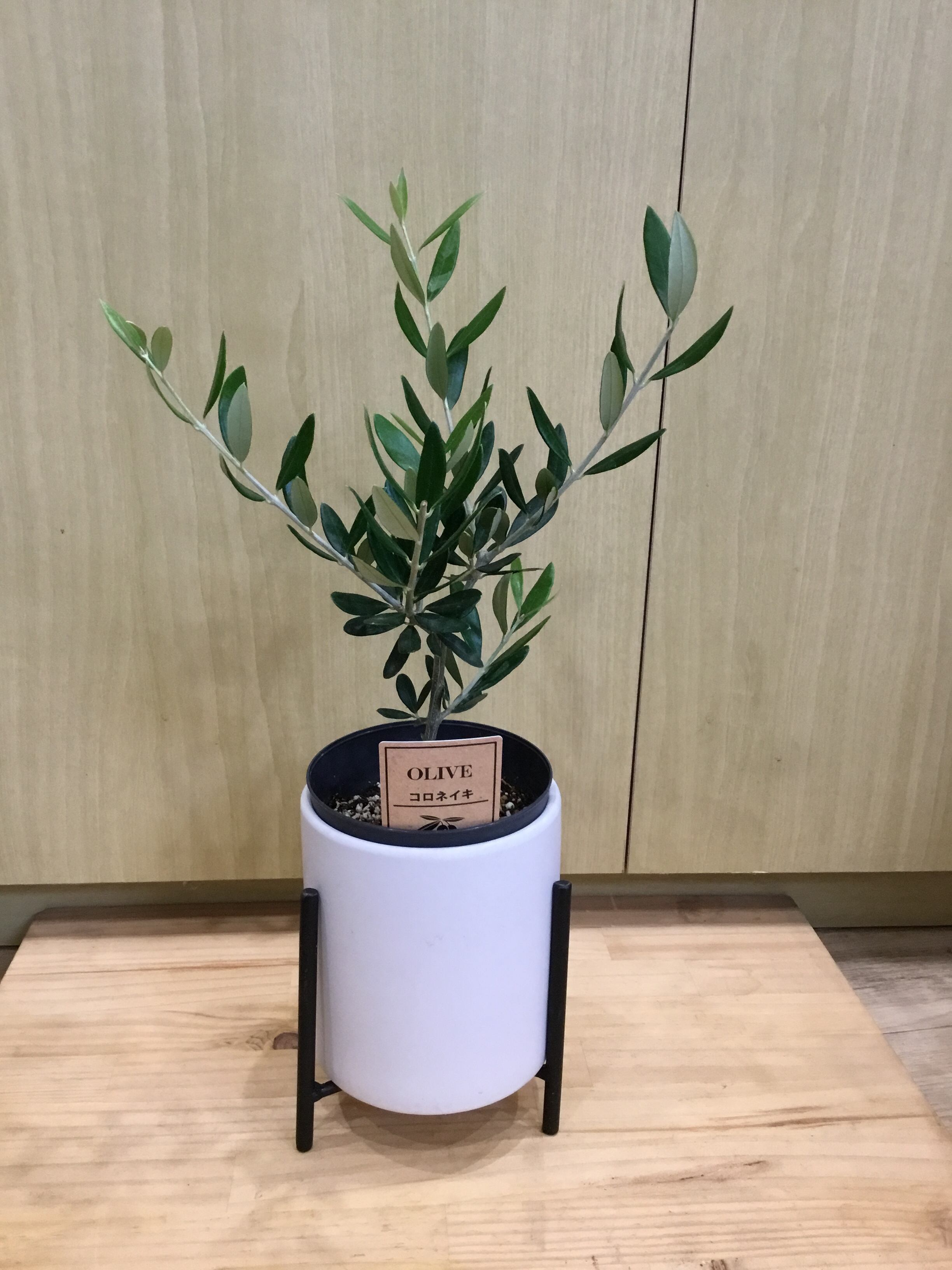 オリーブ(剪定済み) 陶器鉢入り 惜し