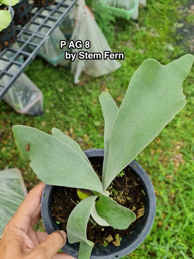 P.AG8(Mix Spore)【artPLANTs】ビカクシダ/Platycerium