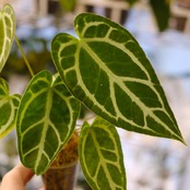 アンスリウム クリスタリナム × マグニフィカム⑥ / Anthurium