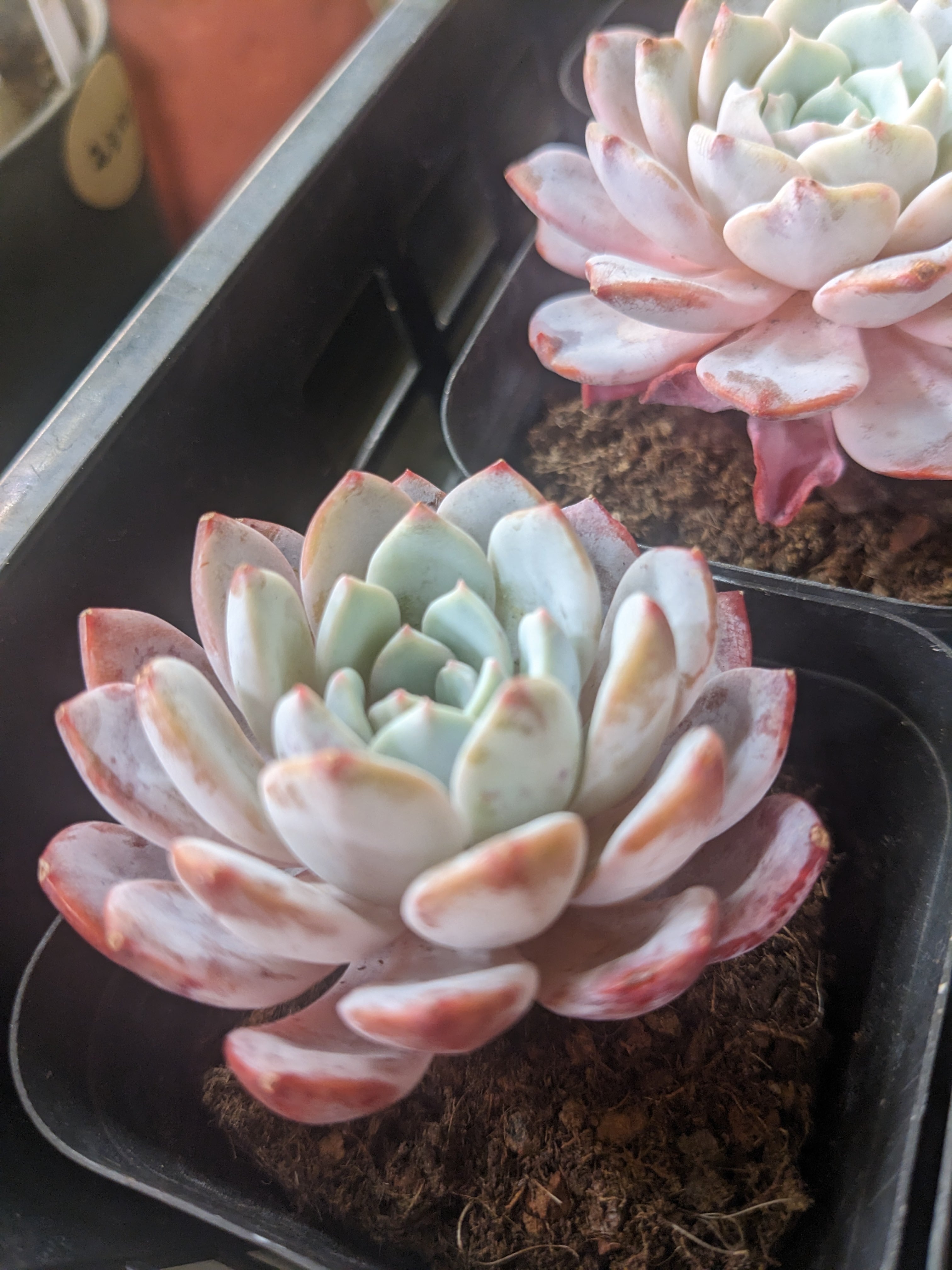 アガベ チタノタ オテロイ　白鯨　大株　20cm幅 アガベ オテロイ 白鯨 大株 20cm幅 アガベ チタノタ オテロイ 白鯨 大