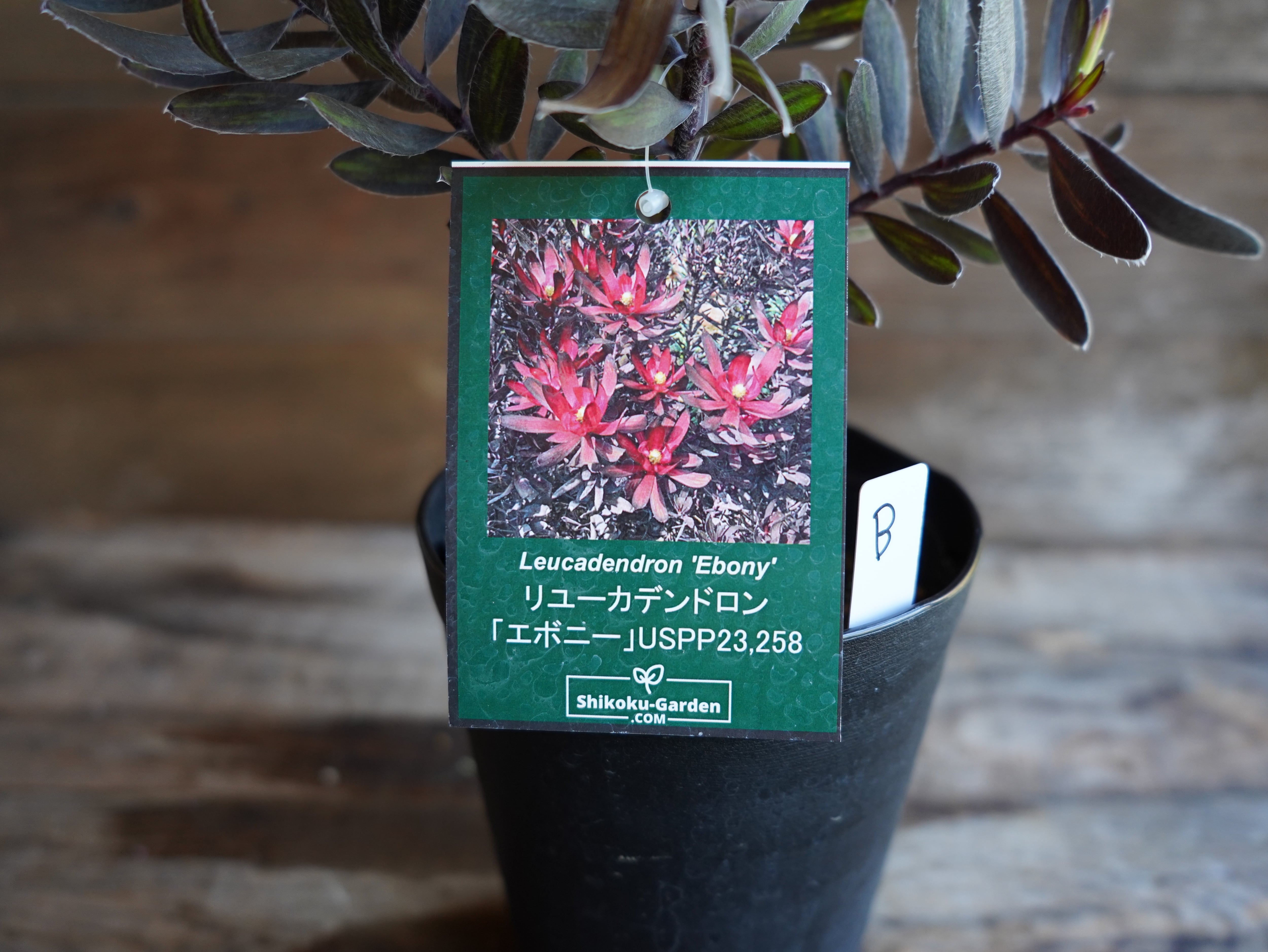 【現物】リューカデンドロン ”エボニー” B