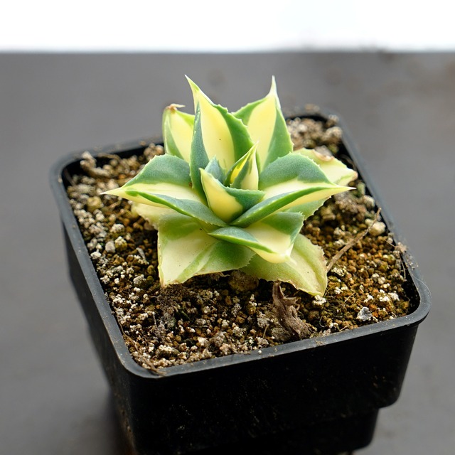 抜き苗 アガベ 王妃雷神白中斑 小苗 Agave potatorum 'Ouhi Raijin Nisiki'