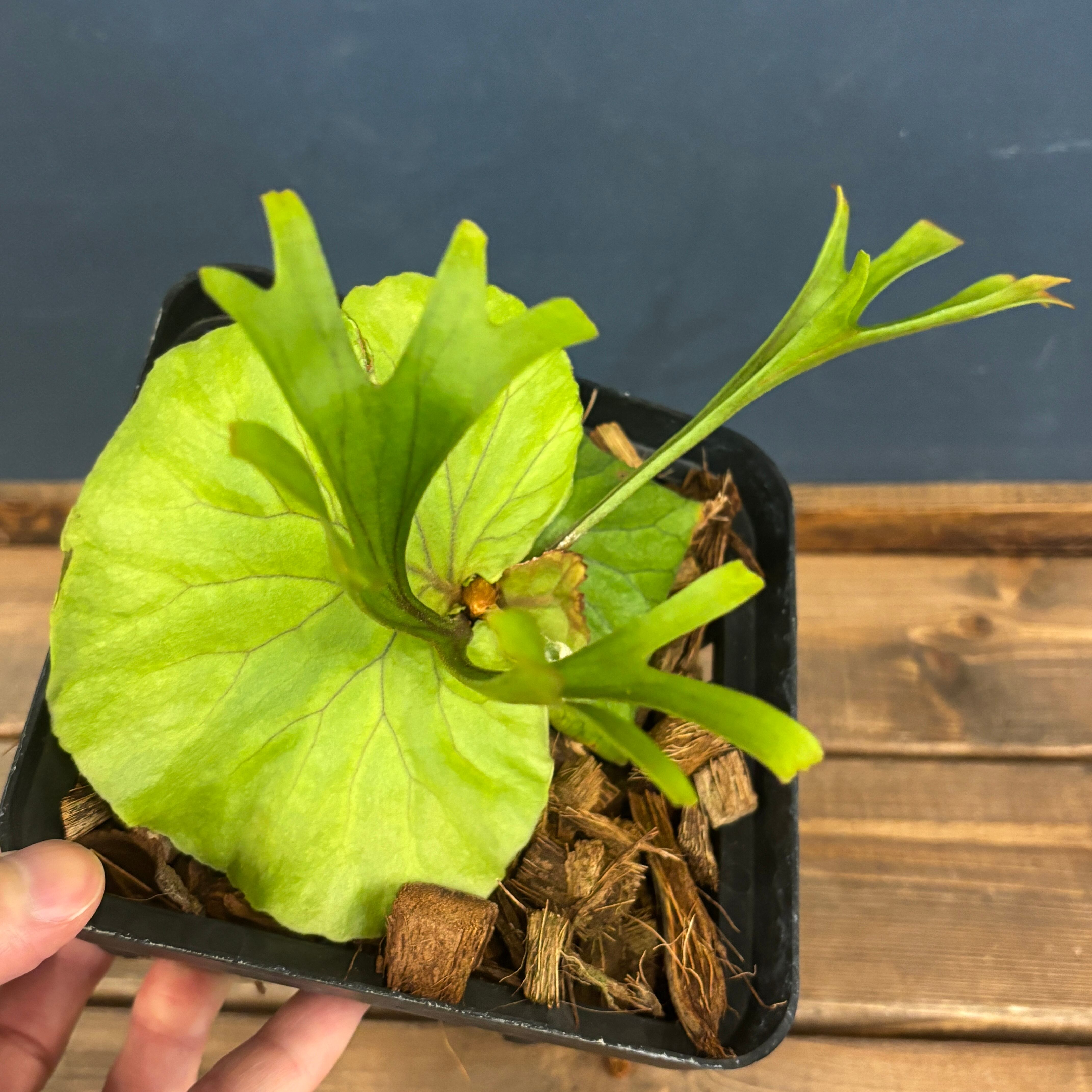 ビカクシダ | PROTOLEAF プロトリーフ