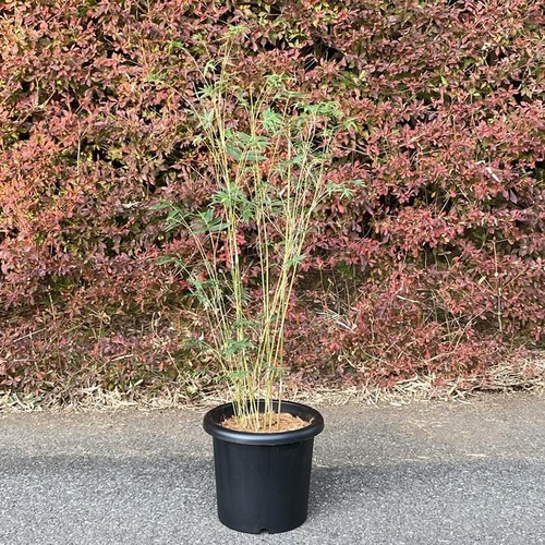 ベニホウオウチク(紅鳳凰竹)の鉢植え
