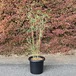 ベニホウオウチク(紅鳳凰竹)の鉢植え