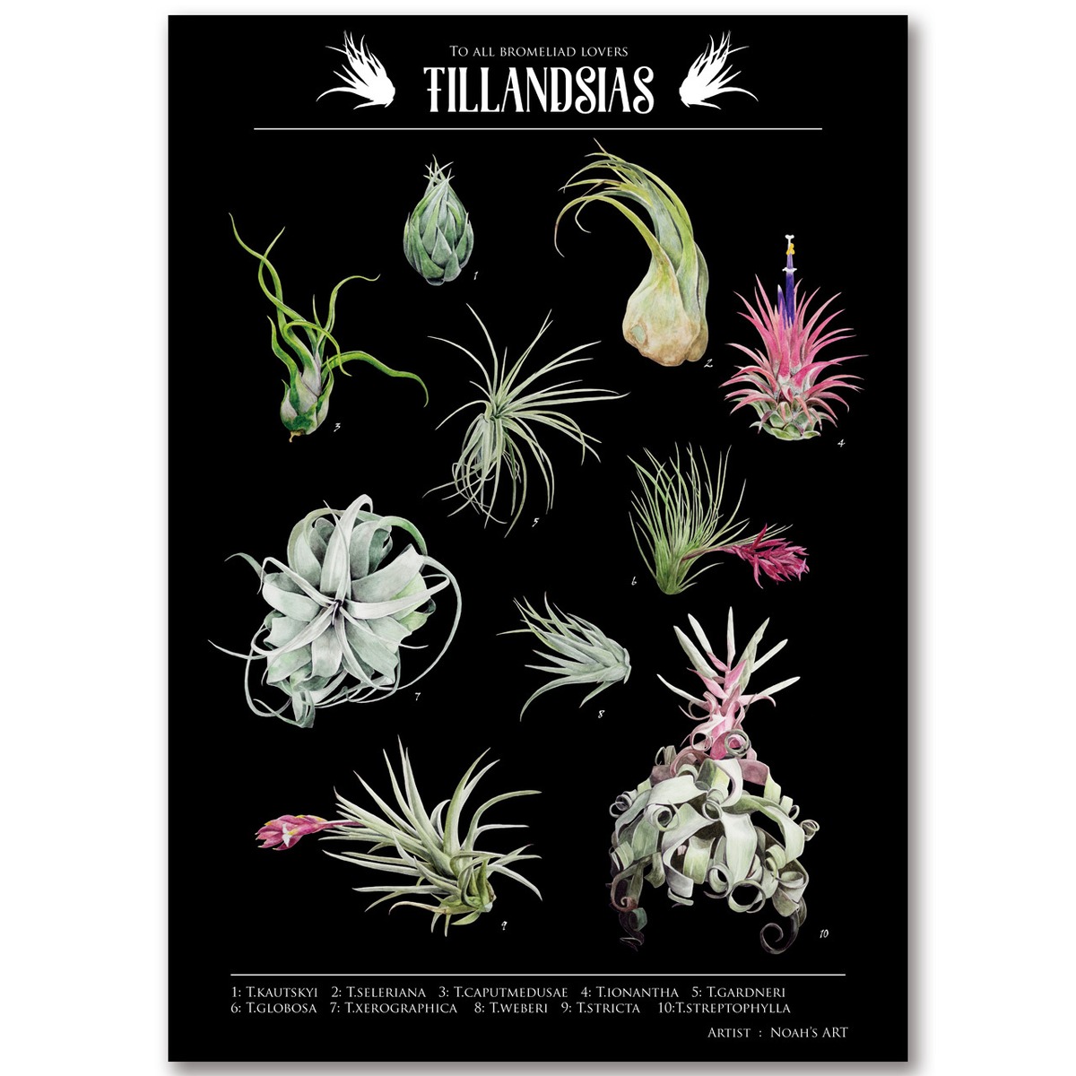 チランジアポスター【A2】／Tillandsia poster | Noah