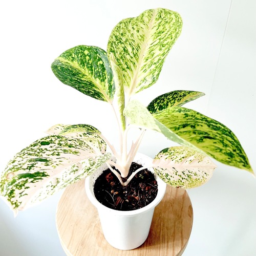 アグラオネマ 観葉植物 calm cafe