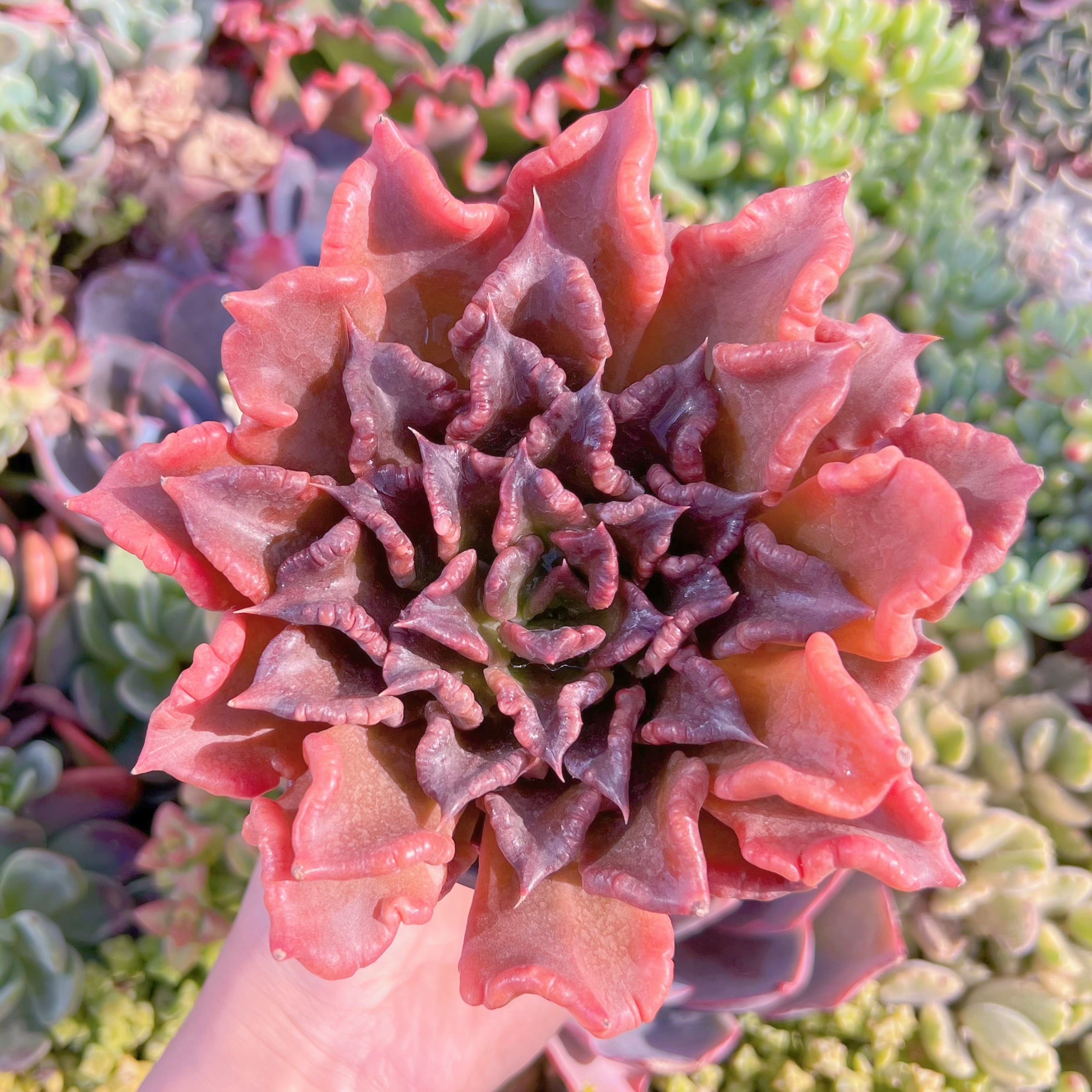 現品　レッドマディバ#K225　大苗　るる農園