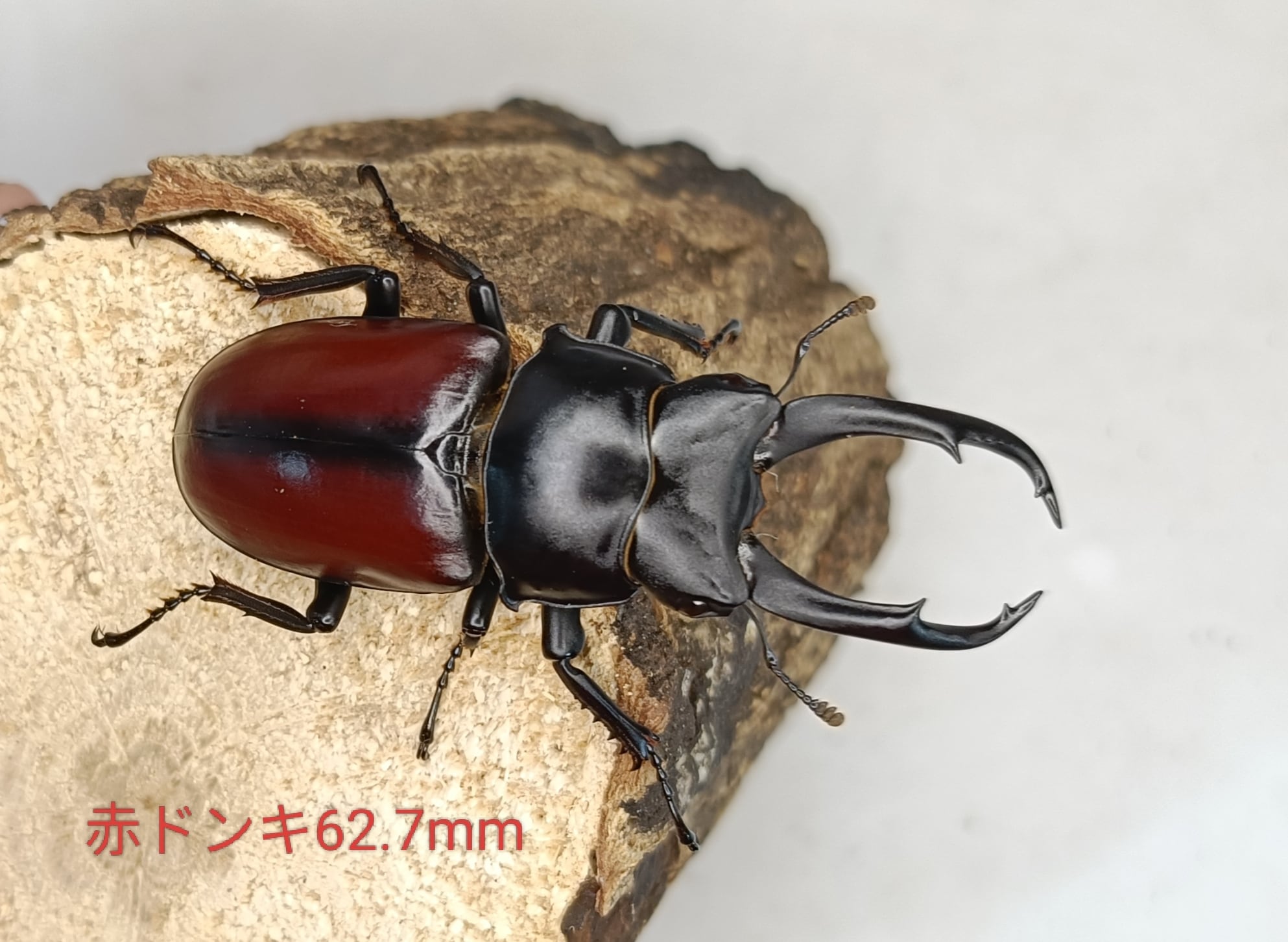 赤ドンキ ドンキエル コクワガタ 幼虫3頭 死着保証1頭付き | TRAGGER 