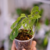 Monstera adansonii Mottled / モンステラ アダンソニー ミント㉚ / 観葉植物