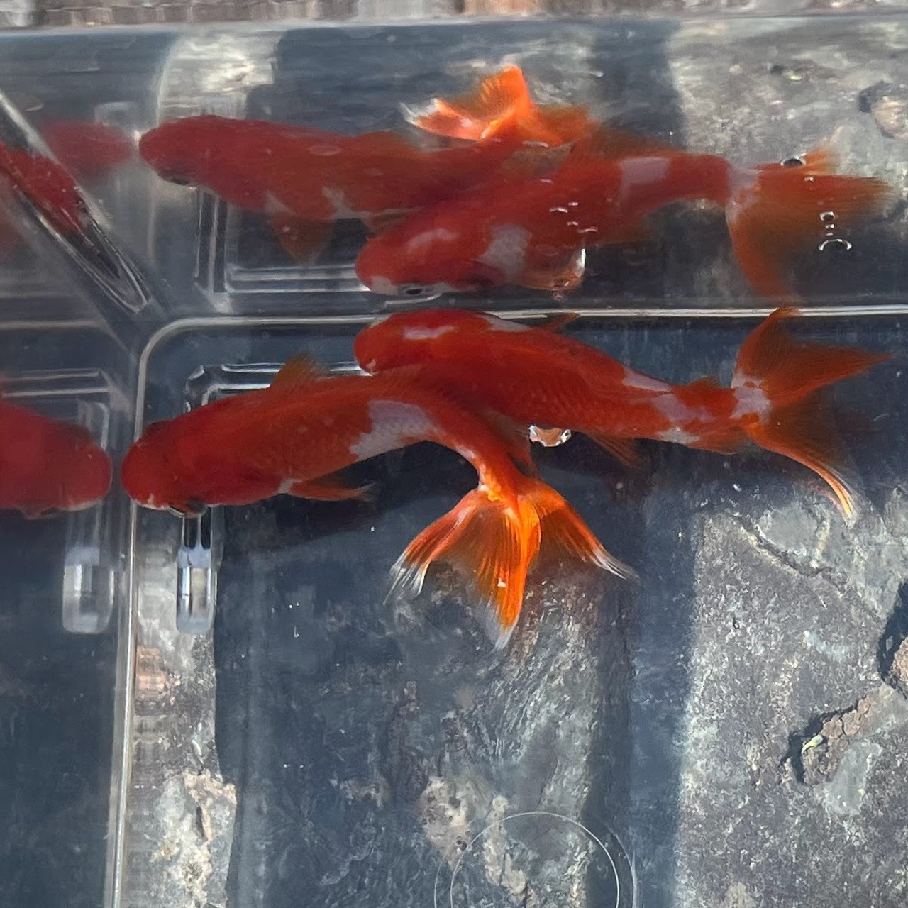 （金魚）国産　更紗和金（1匹）【生体】