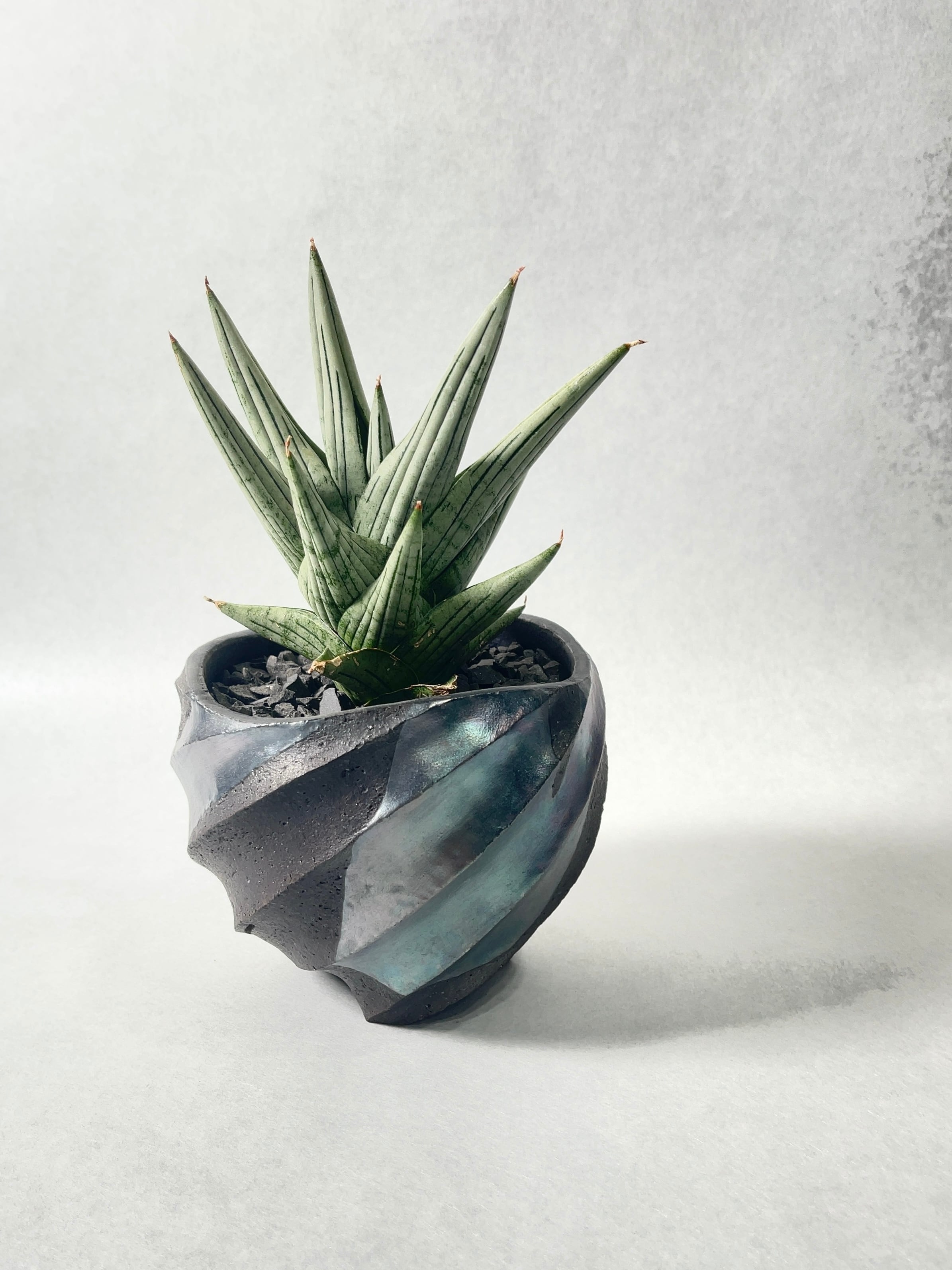 サンセベリア・ジュピター | trigger