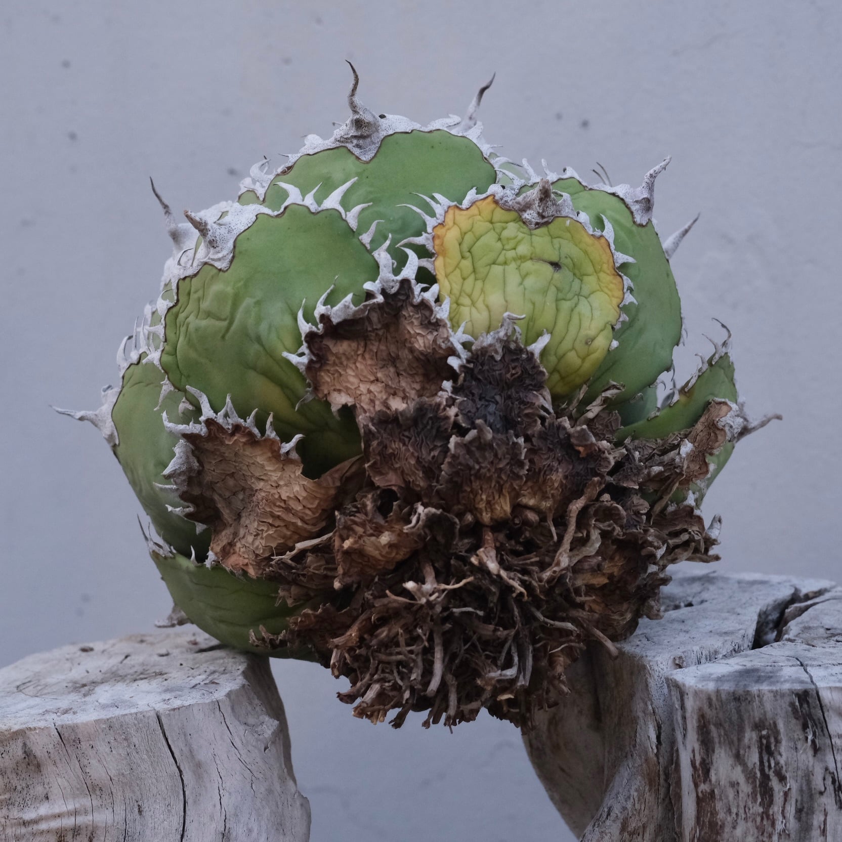 【初回売り出しより半額SALE】Agavetitanota\"フィリグリー\"ミクロ アガベ チタノタ フィリグリー agave titanota filigree No.2 |
