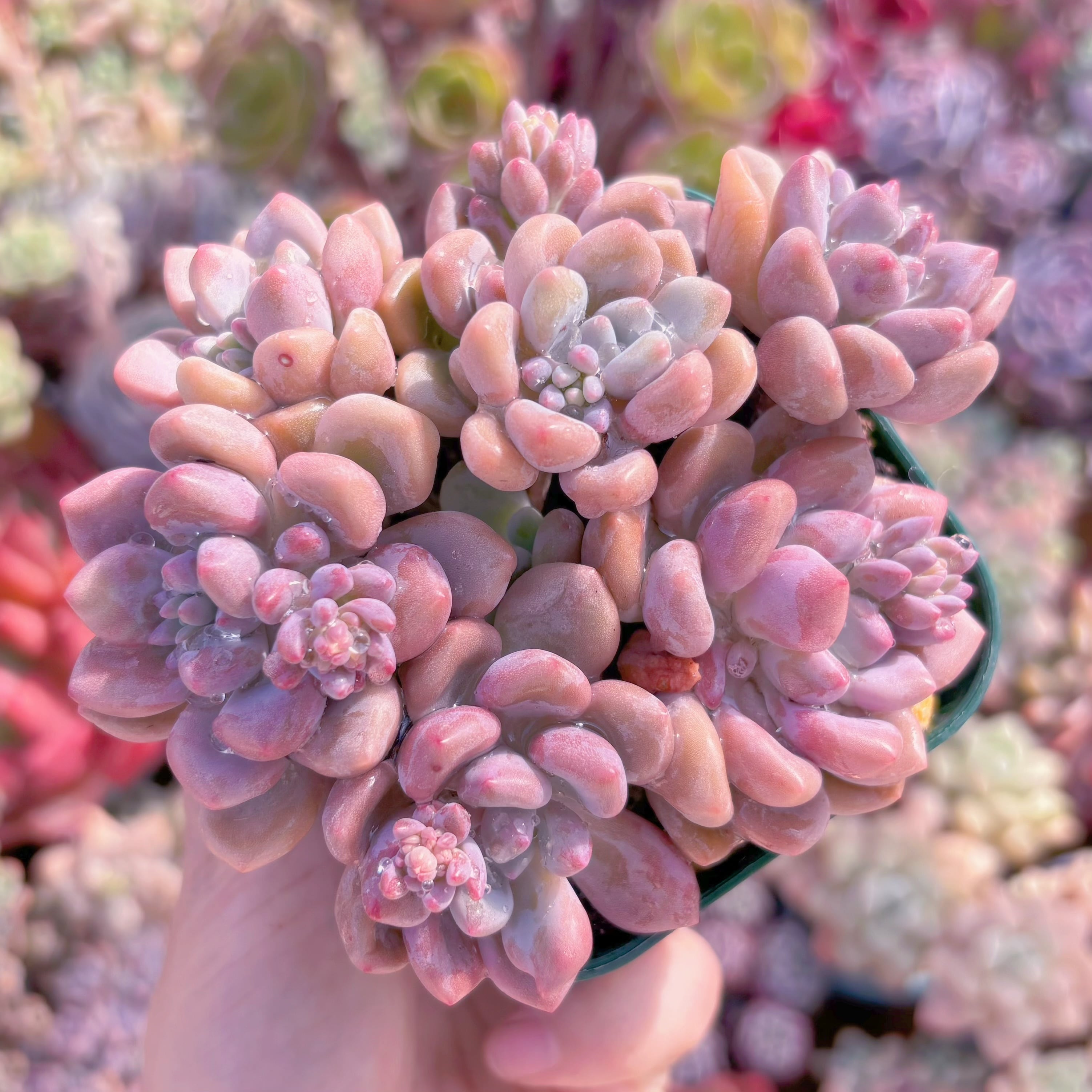 現品　ラブリーディア#602　新入荷　るる農園