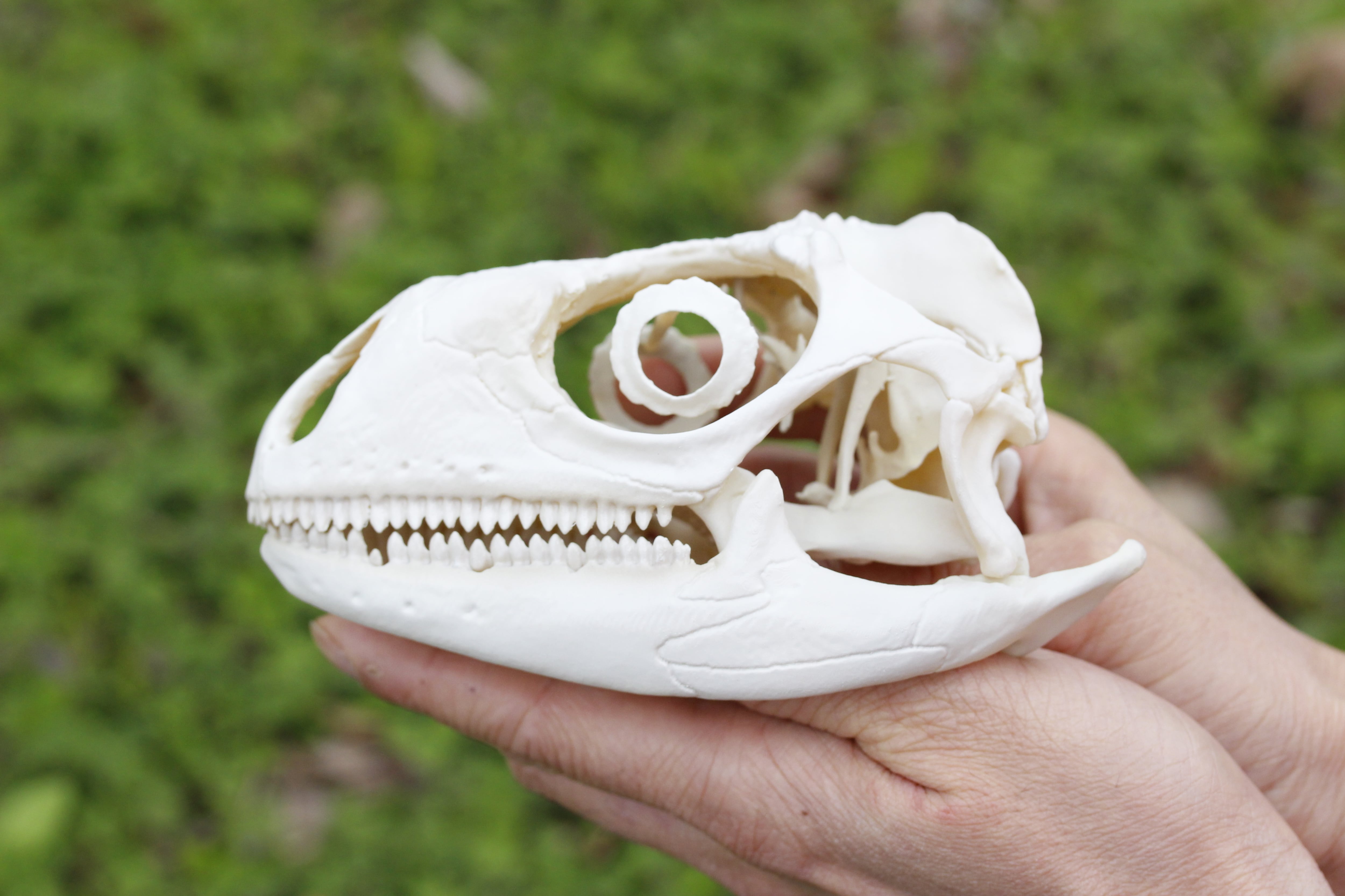 貴重！オオハナジログエイン 頭骨 貴重！オオハナジログエイン 頭骨 貴重！オオハナジログエイン 頭骨