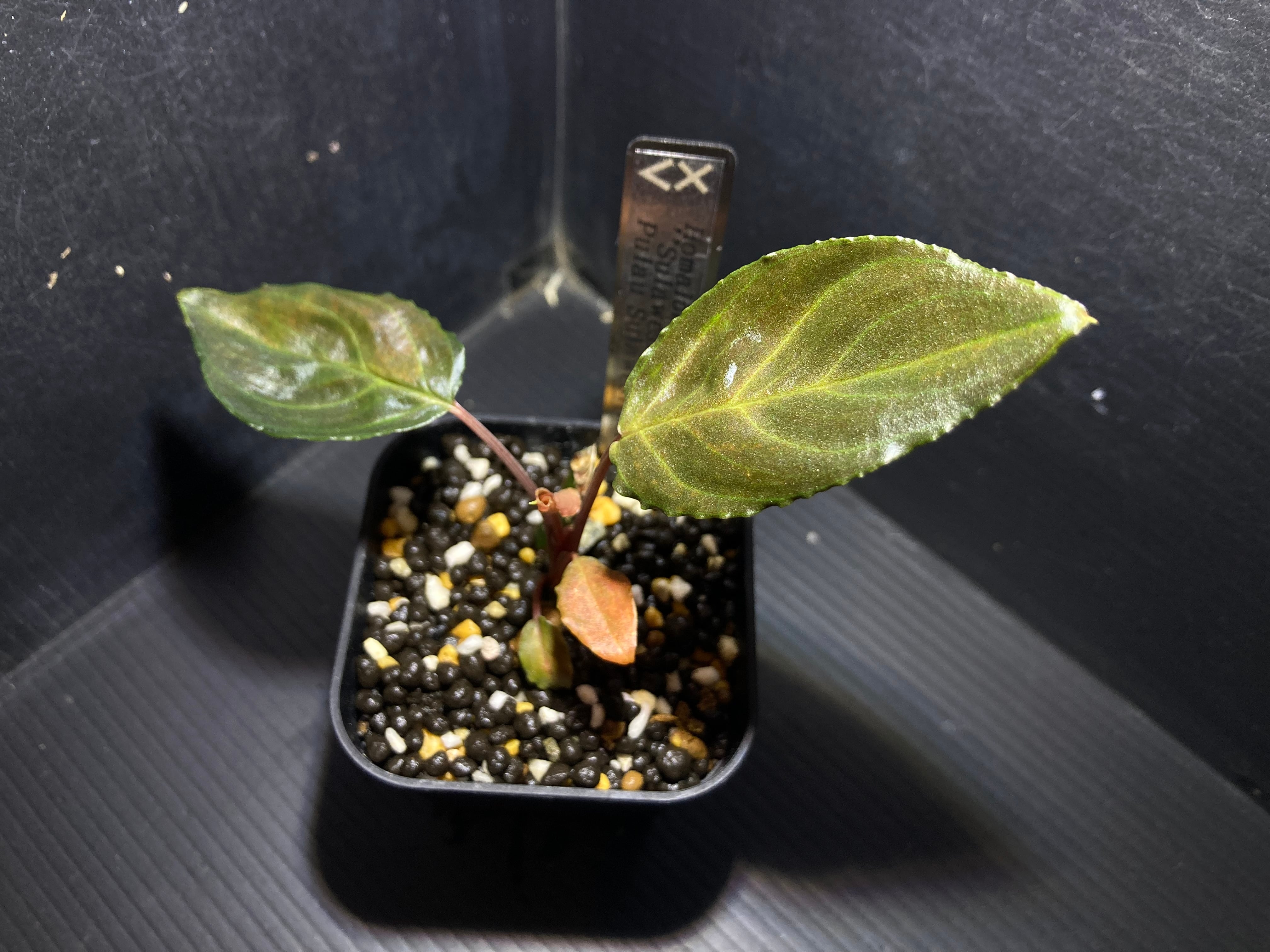 ホマロメナ | AquaFocus